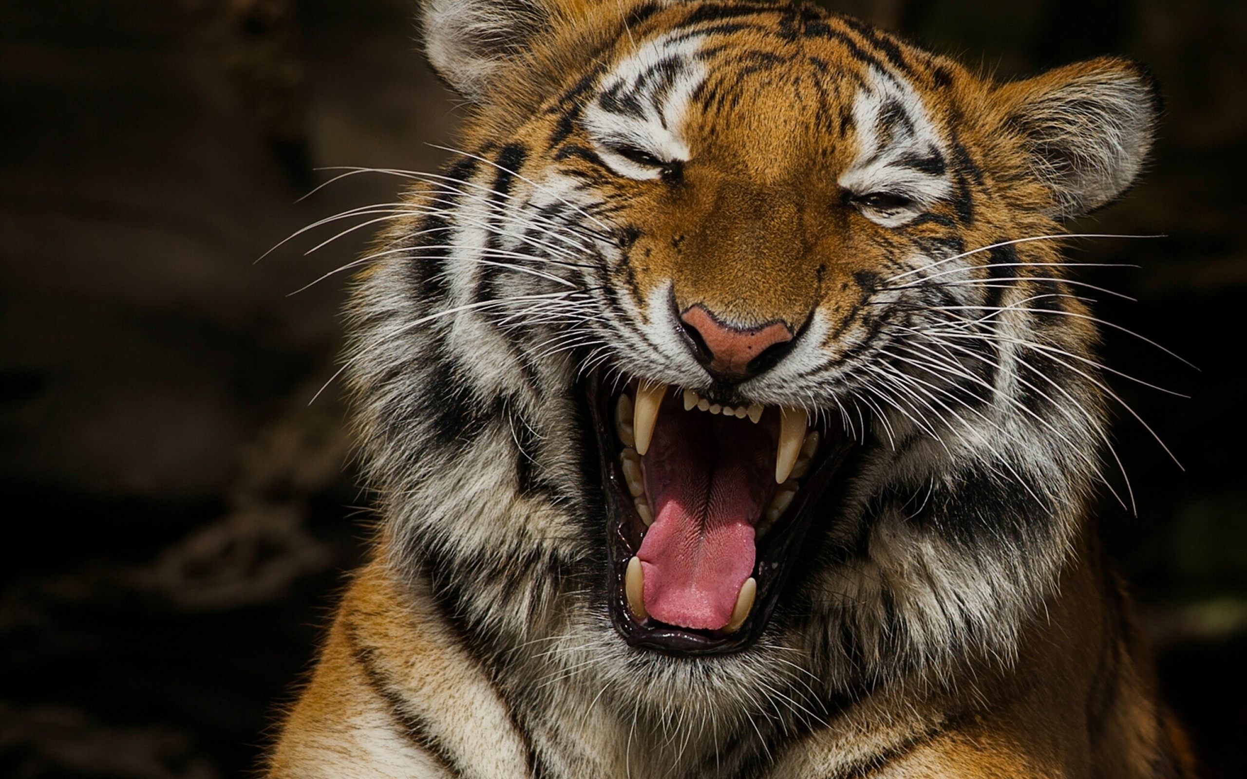 Funny Tiger - HD Wallpaper 