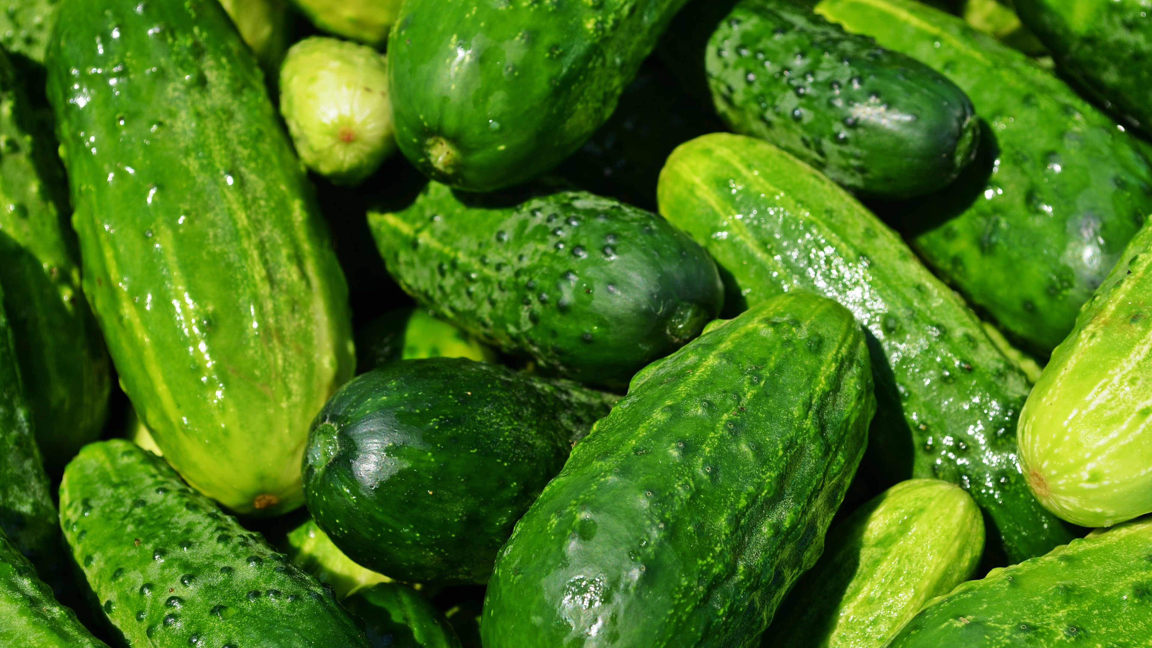 Cucumber - HD Wallpaper 