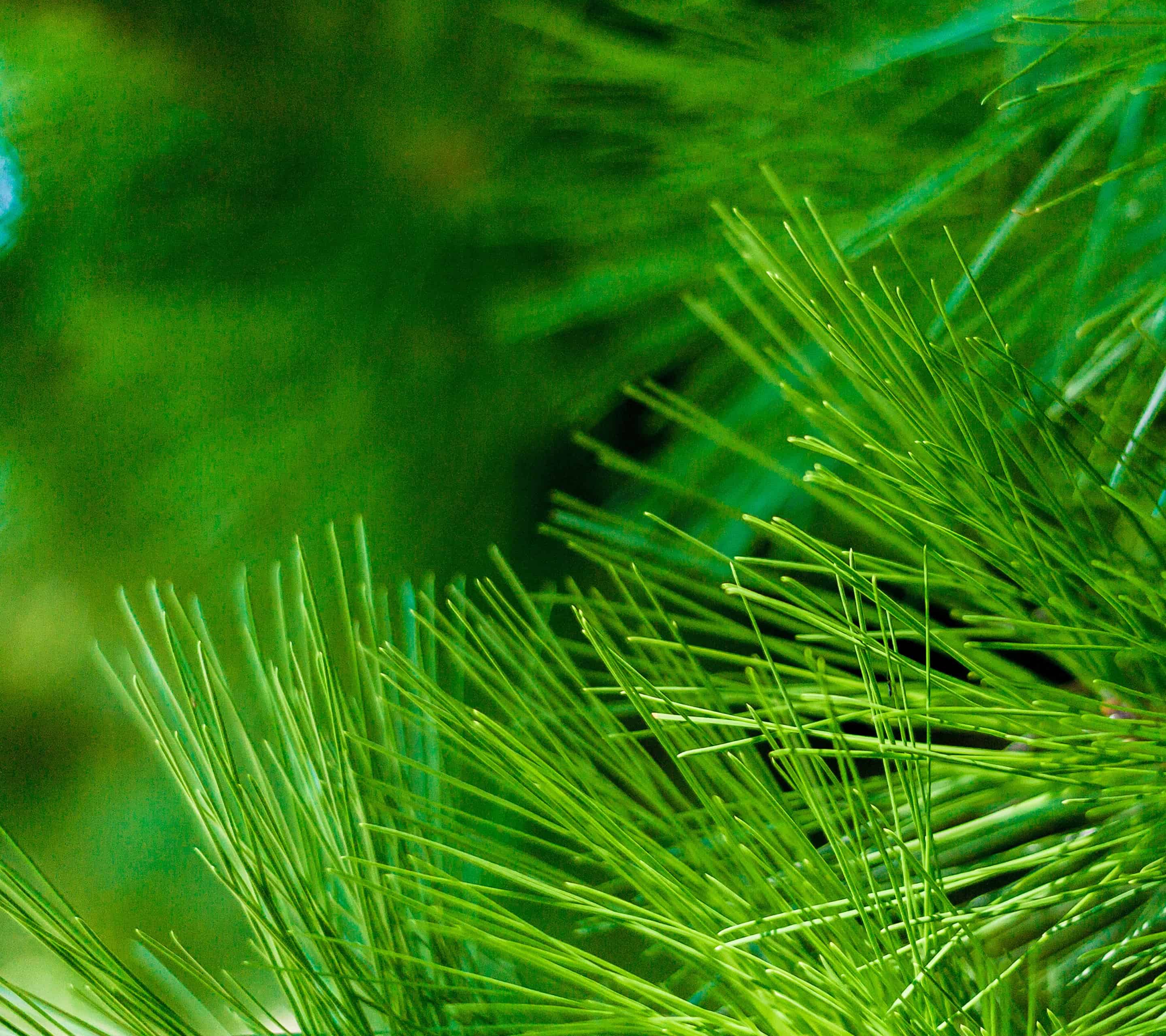 Sharp Aquos Z2 Stock Wallpapers Android 2880x2560 Wallpaper Teahub Io