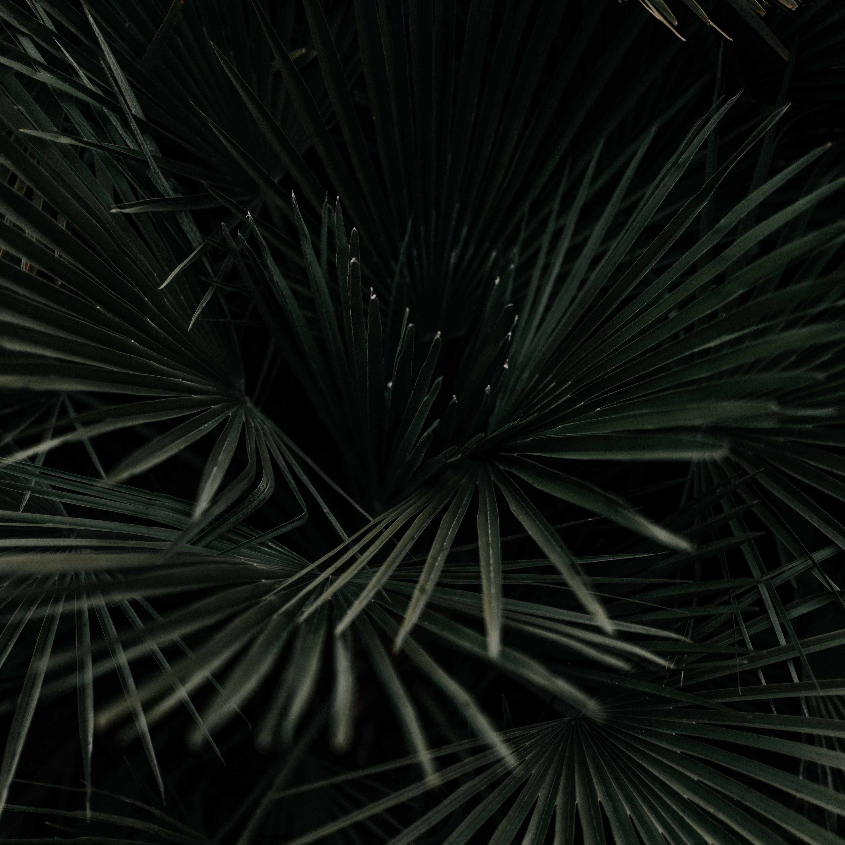 Wallpaper Leaves, Palm, Tropical, Branches, Dark Green, - HD Wallpaper 