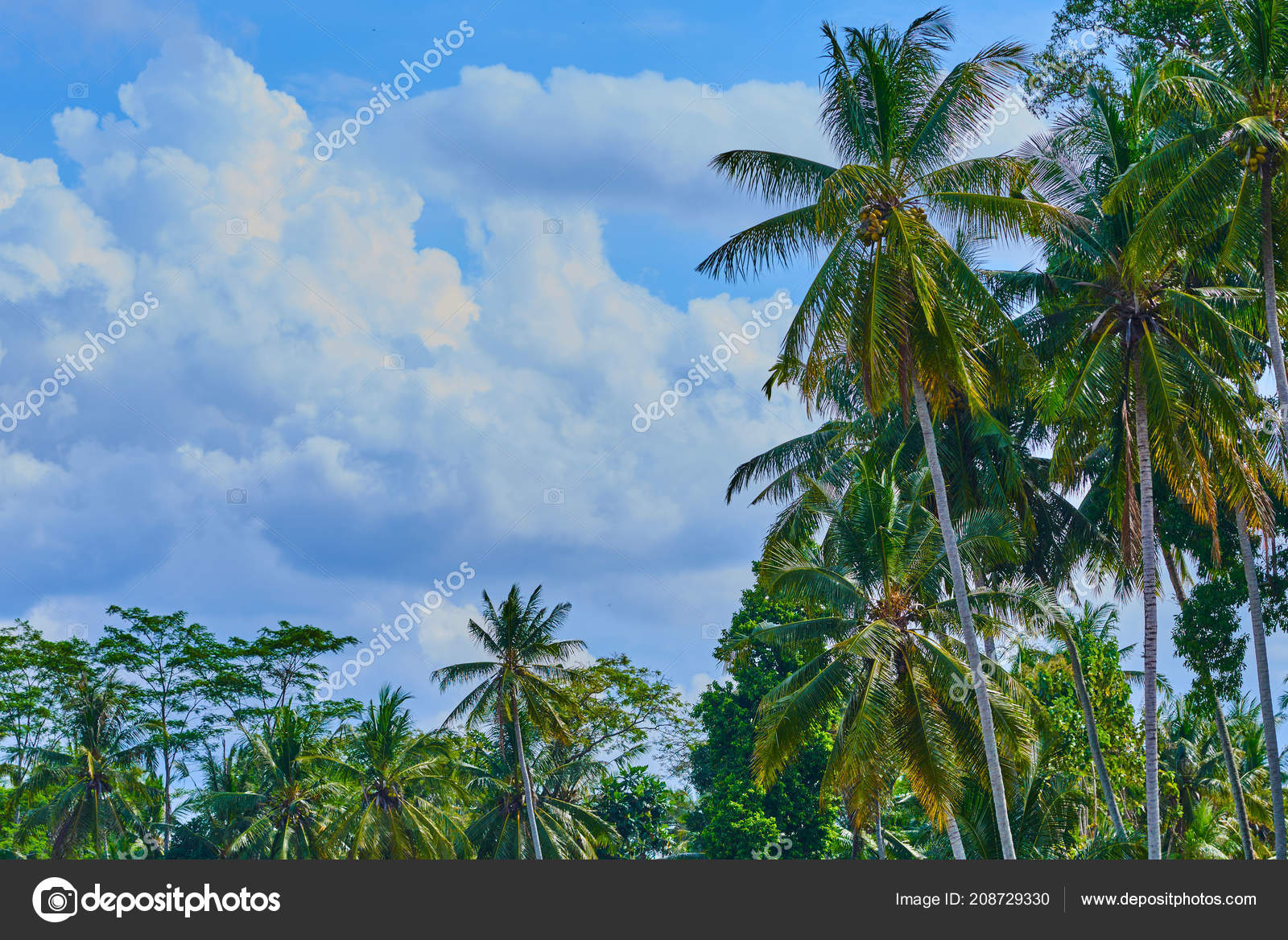 Palm Trees Clouds Background - HD Wallpaper 