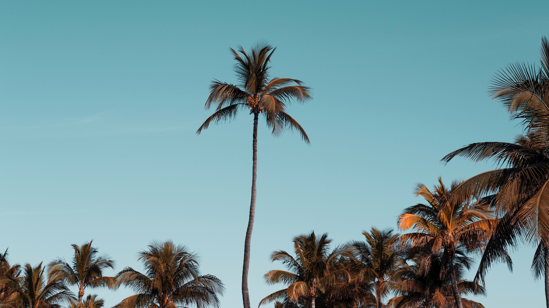 Wallpaper Palm Trees, Trees, Crowns, Sky, Tropical - Palm Trees - HD Wallpaper 