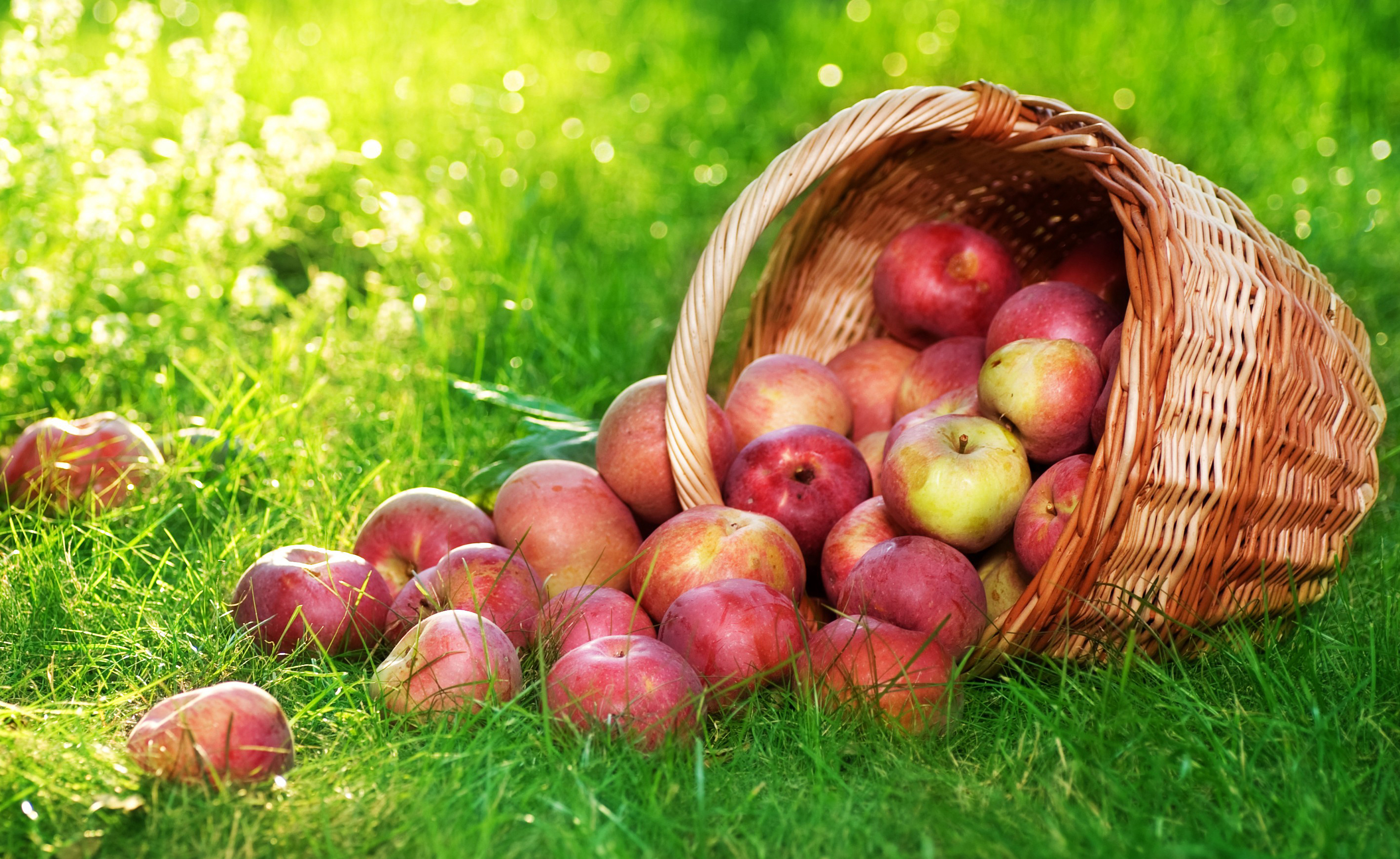 Free Creative Apple Fruit Images - Full Hd Apple Fruit - 2839x1743 Wallpaper  