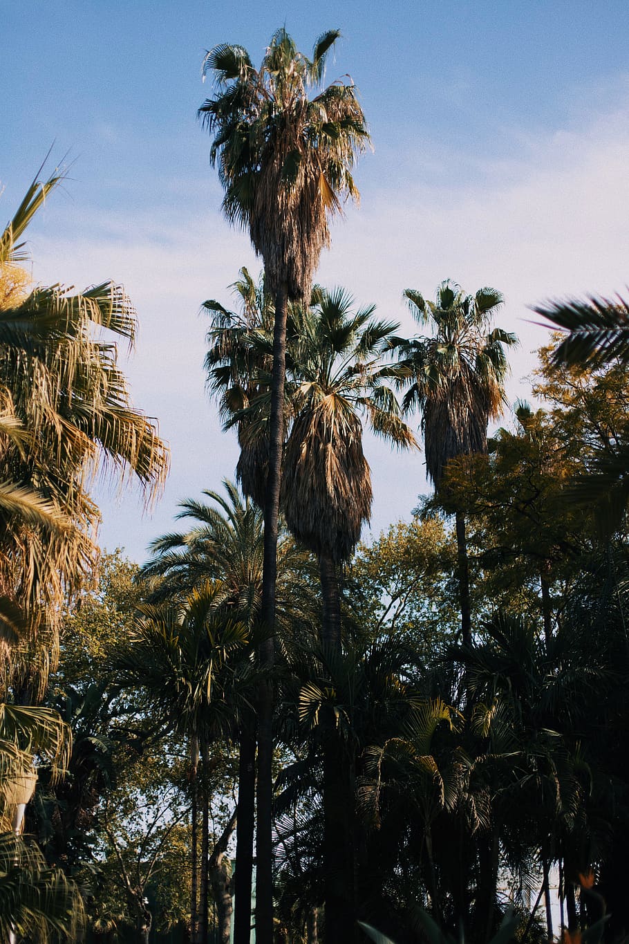 Palm Tree, Arecaceae, Plant, Summer, Parque De Malaga, - Attalea Speciosa - HD Wallpaper 