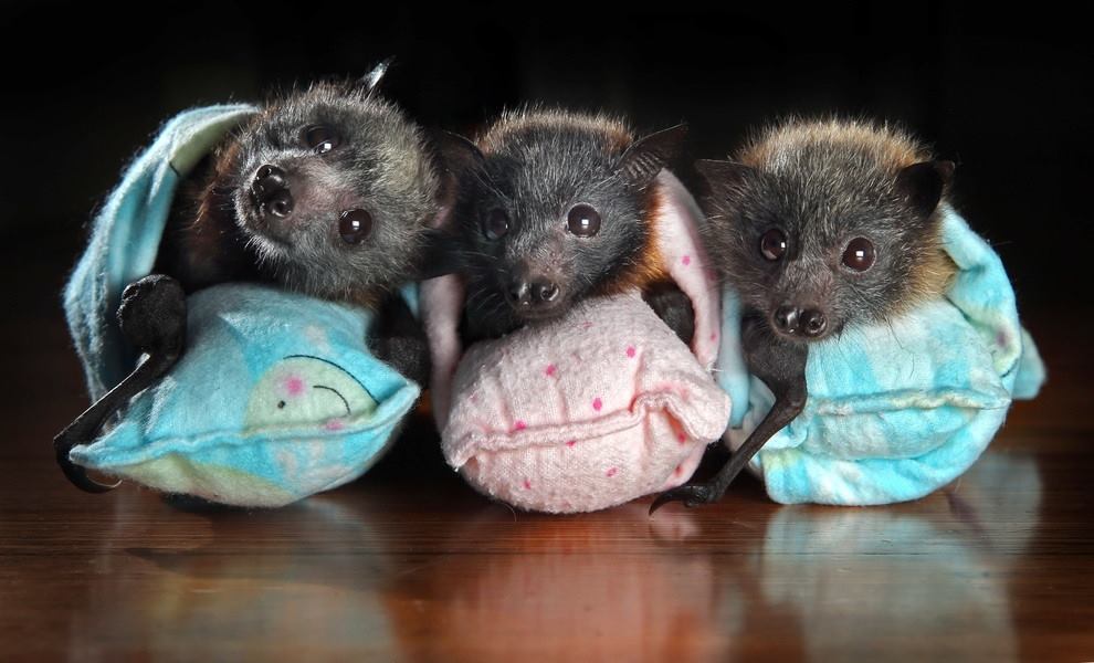 Cute Baby Bats - HD Wallpaper 
