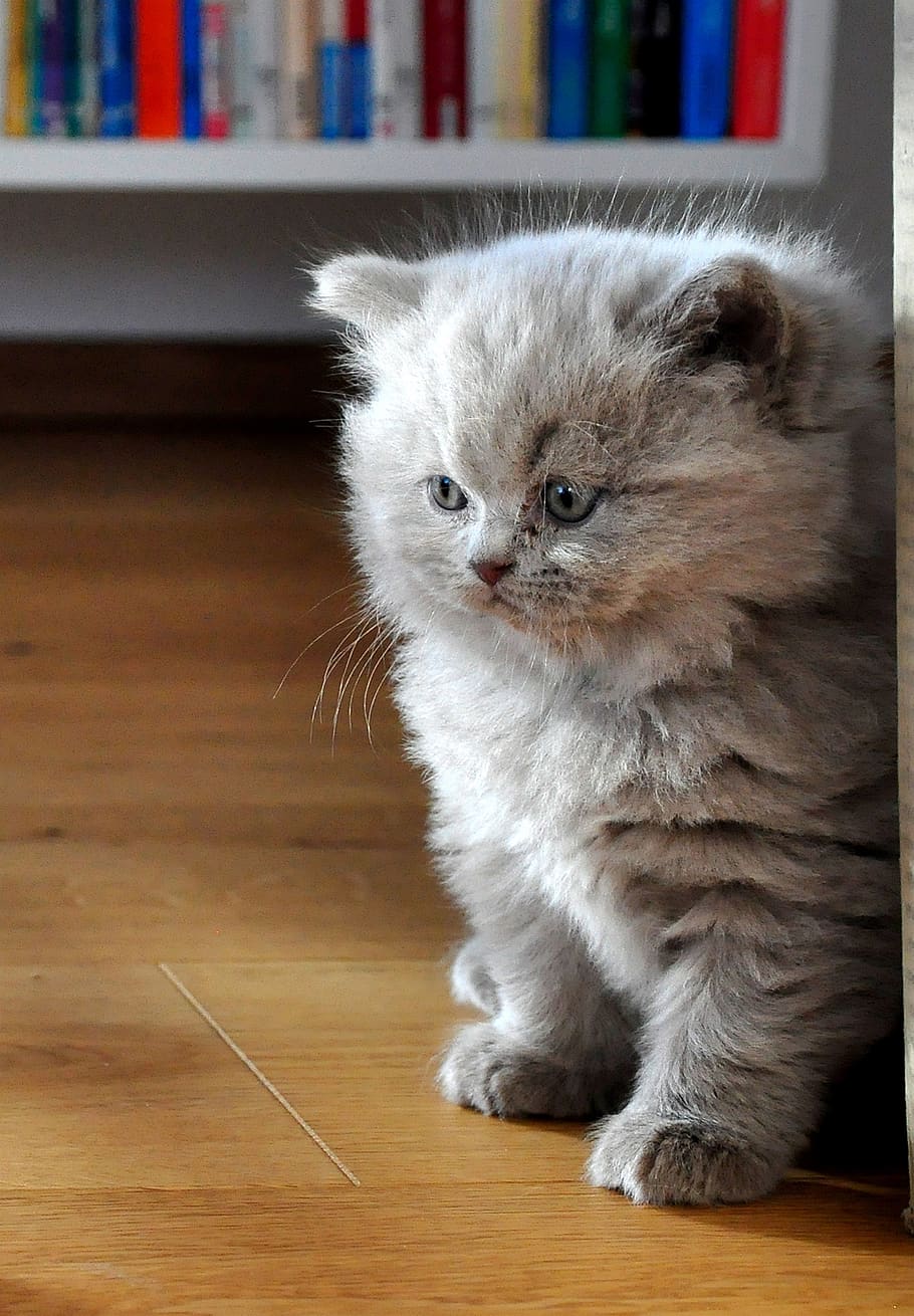 Long Hair Baby Kittens - HD Wallpaper 