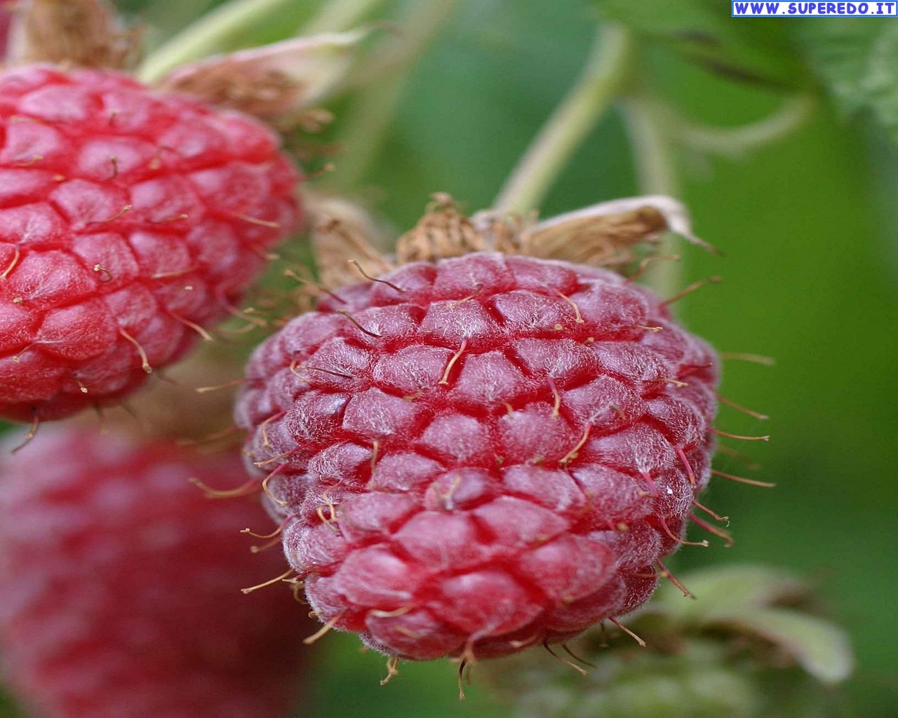 Soft Fruits - Seedless Fruit - HD Wallpaper 