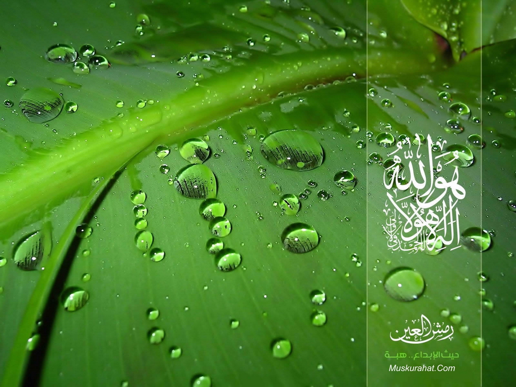 Islamic Wallpaper - Water Droplets On Plants - HD Wallpaper 