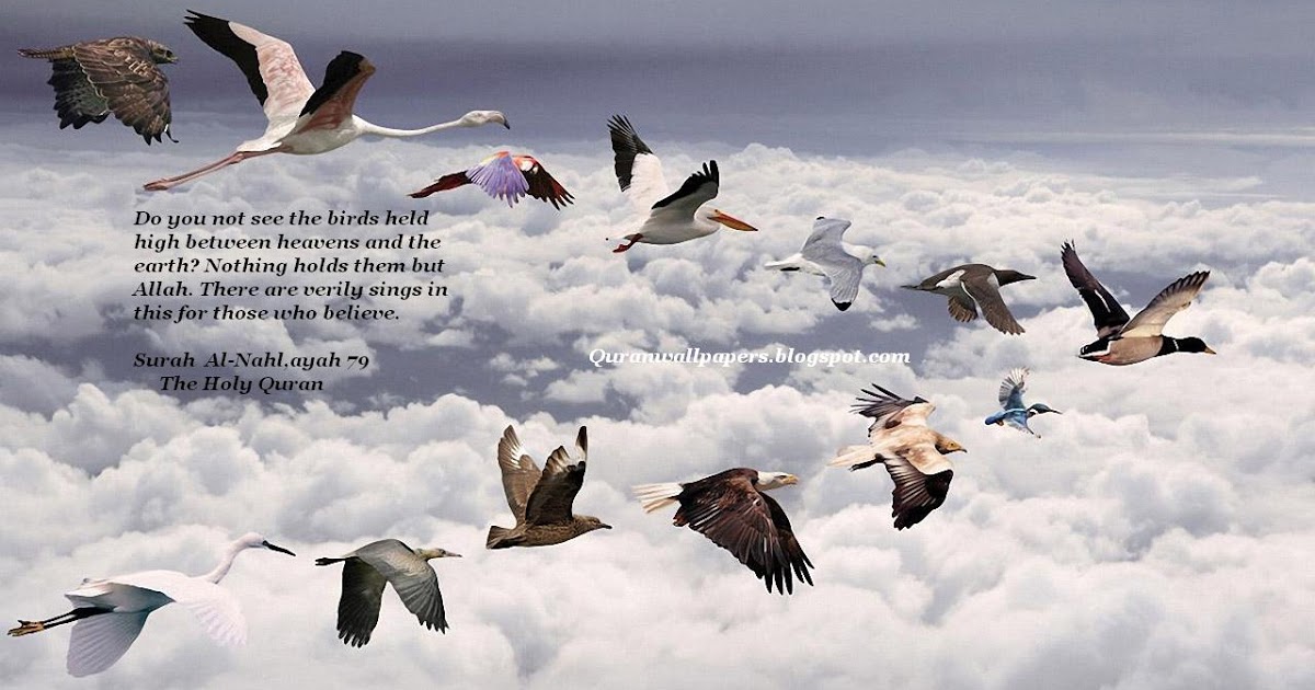 Quran Verses About Birds - HD Wallpaper 