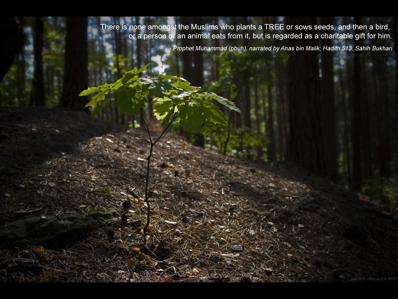 Plant A Tree - HD Wallpaper 