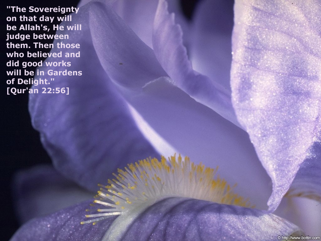 Pasqueflower - HD Wallpaper 