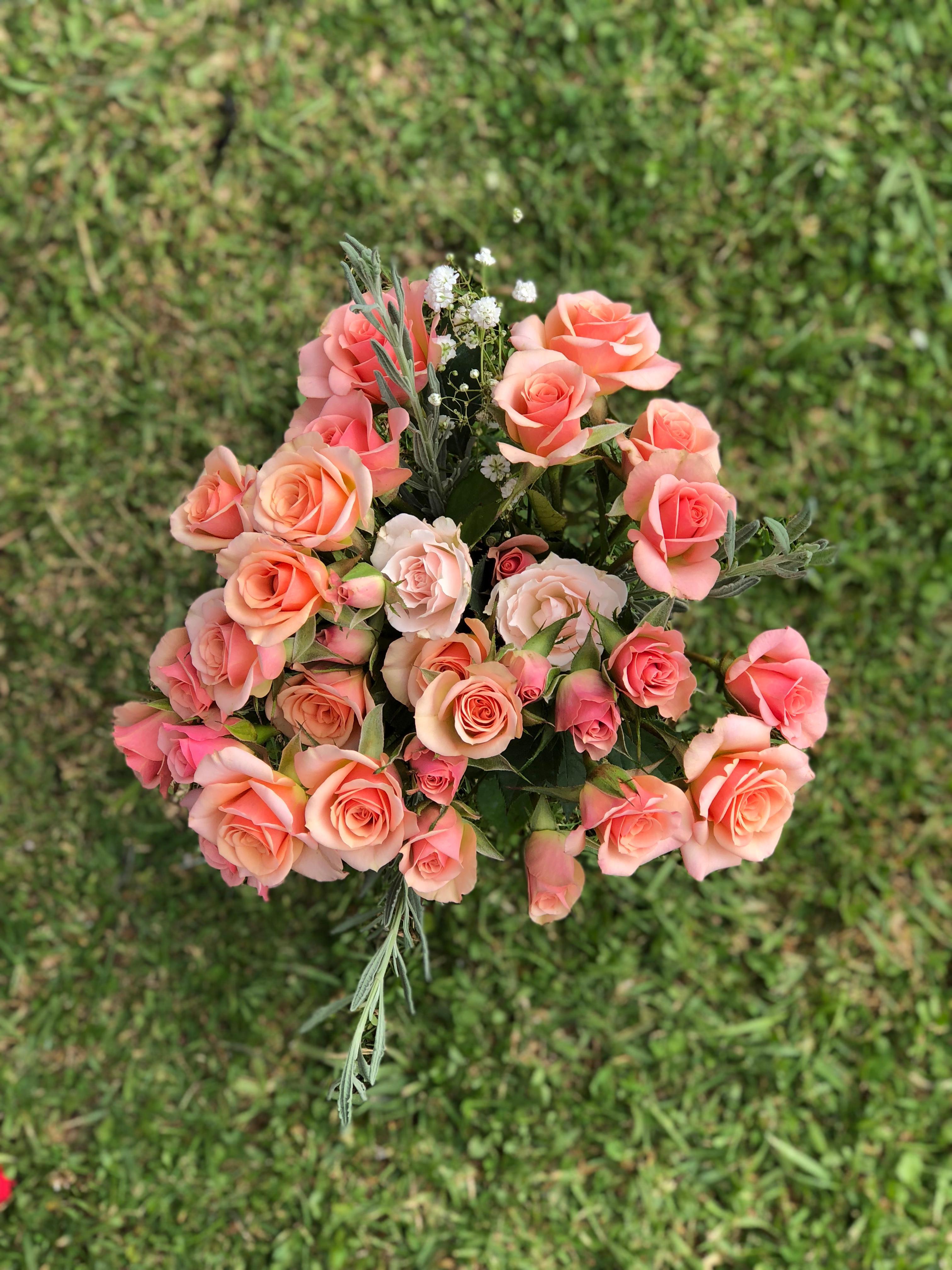Gulab Ka Phool Wallpaper Download - Phool Ki Photo Download - 3024x4032 Wallpaper Gulab Ka Phool Wallpaper Download - Phool Ki Photo Download - 3024x4032 Wallpaper