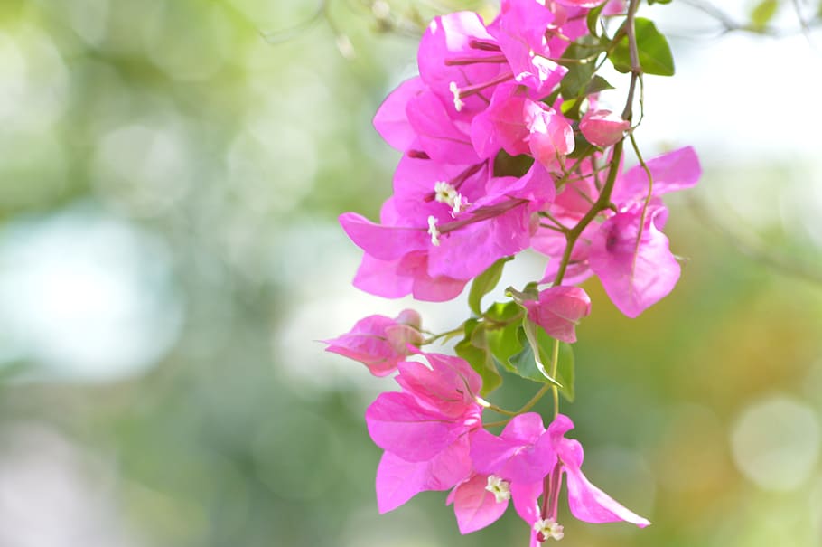 Bougainvillea, Santa Cruz, Trinidad And Tobago, Flowering - Bougainvillea In Trinidad And Tobago - HD Wallpaper 