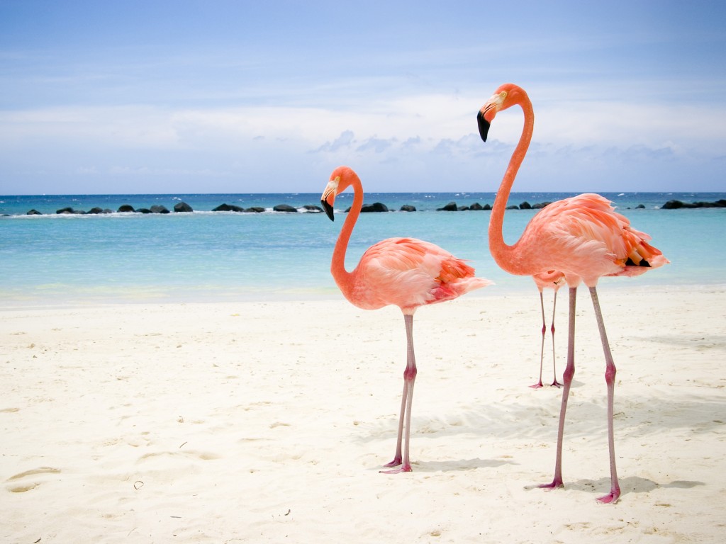 Cayo Coco Beach Flamingo - HD Wallpaper 
