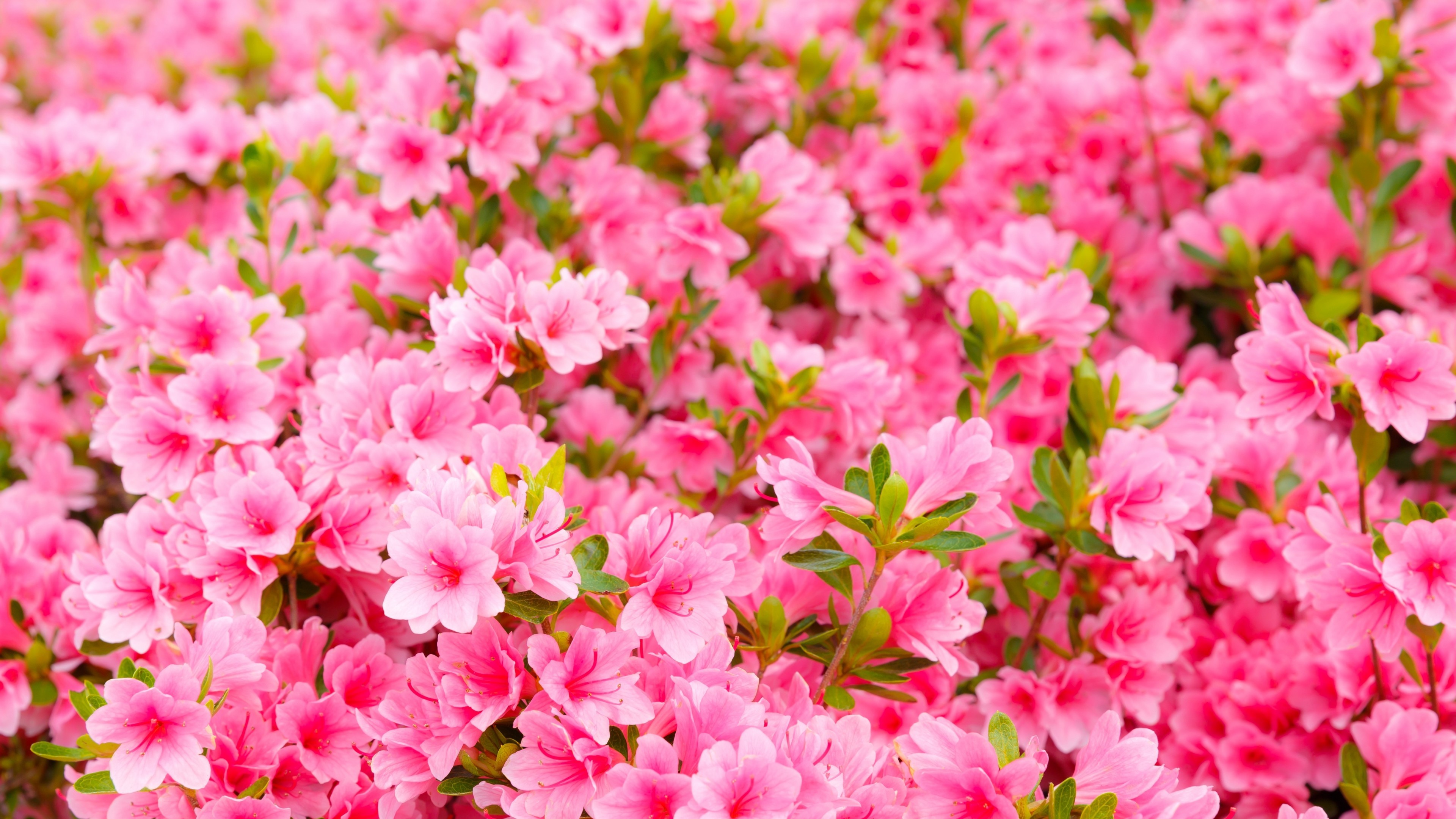 Pink Flowers, Garden - Garden Of Pink Flowers Hd - HD Wallpaper 