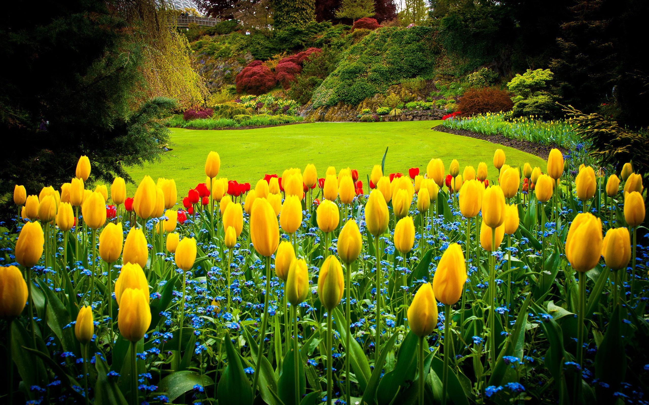 Hd Yellow Tulips In The Garden Wallpaper - Good Morning Flower Garden - HD Wallpaper 