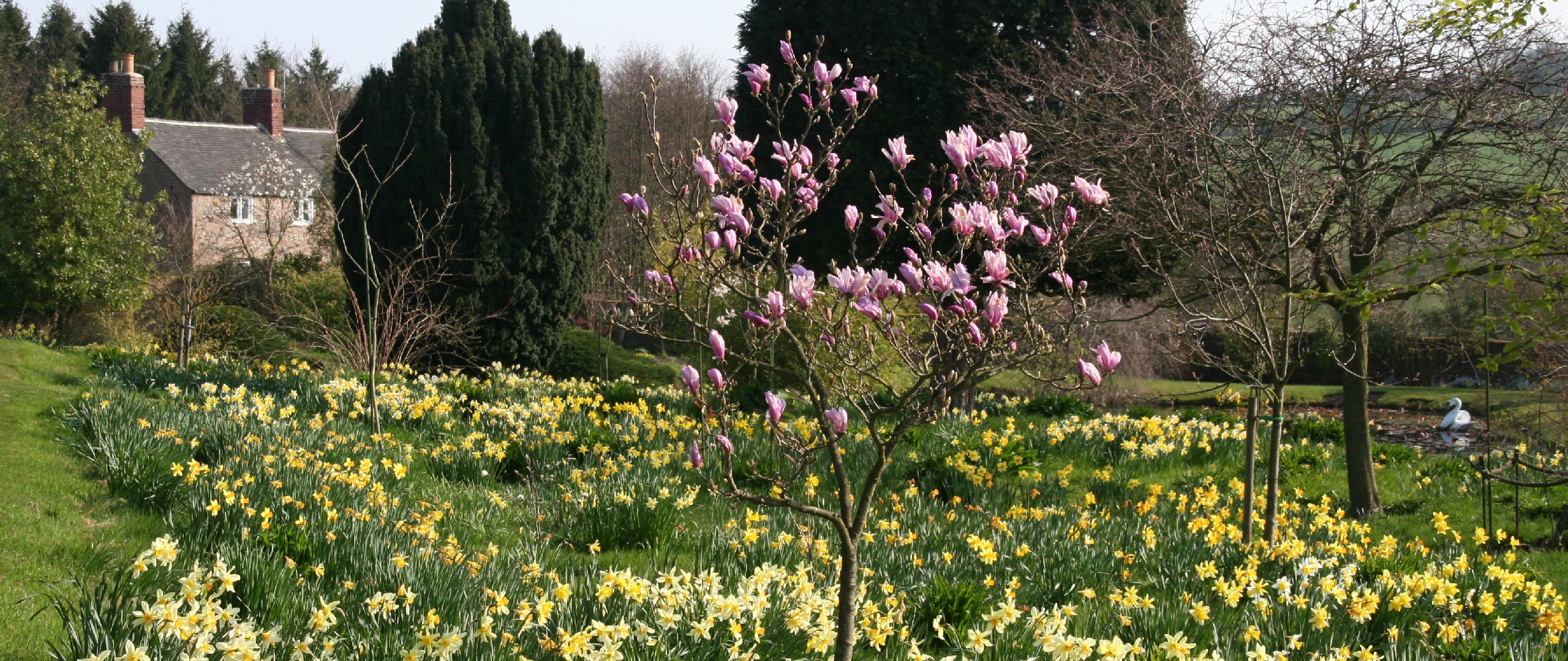 Wallpaper Flowers, Trees, Garden - Garden - HD Wallpaper 