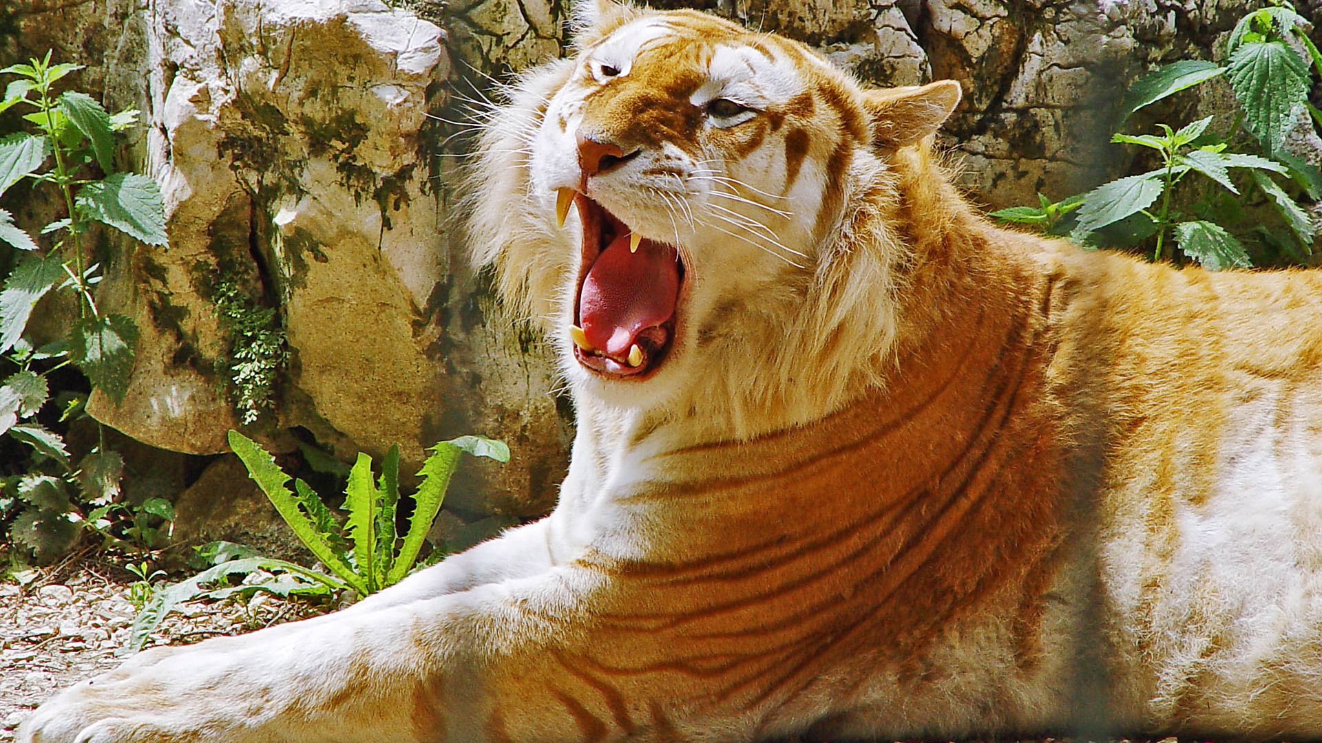 Golden Tiger Wallpaper Hd - HD Wallpaper 