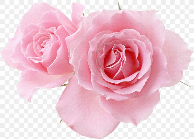 Flower Pink Garden Roses Desktop Wallpaper, Png, 1200x861px, - Flowers Pink Wallpaper Png - HD Wallpaper 