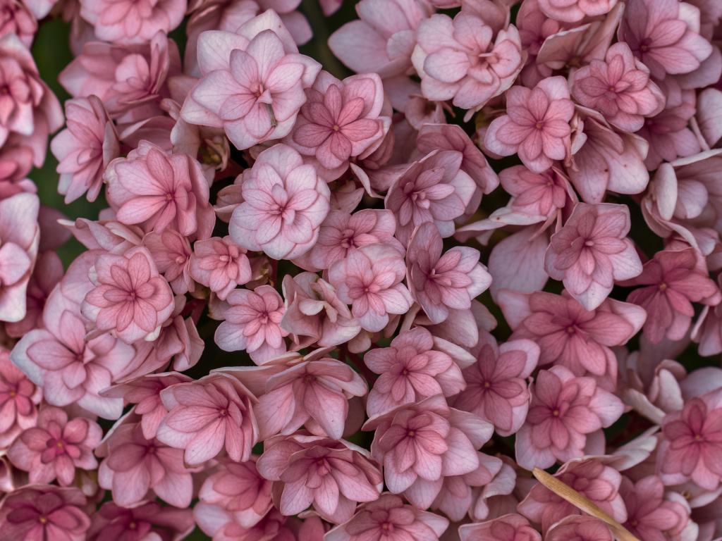 Pink - HD Wallpaper 