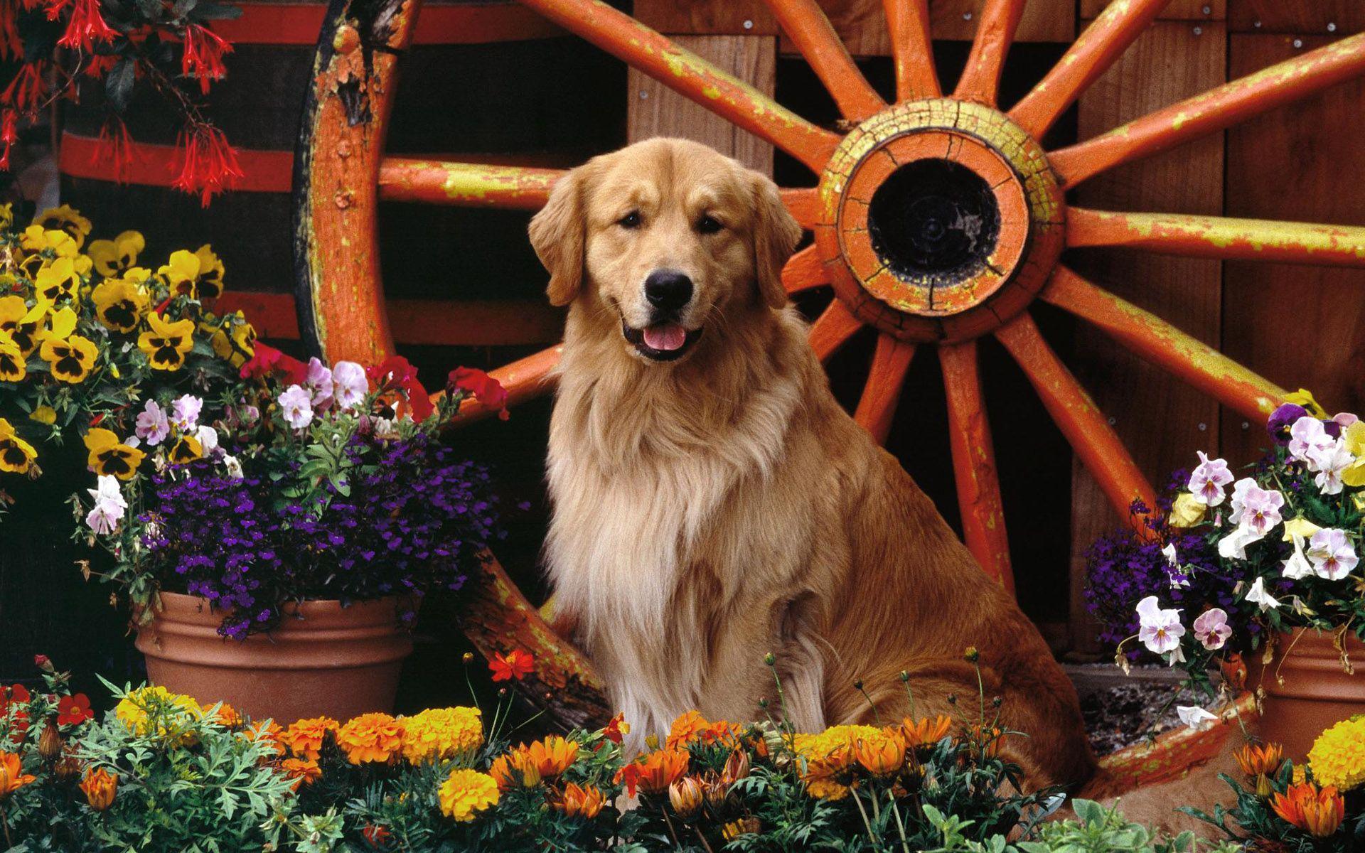 Golden Retriever In The Flower Garden - Golden Retriever Hd Wallpapers Dogs - HD Wallpaper 