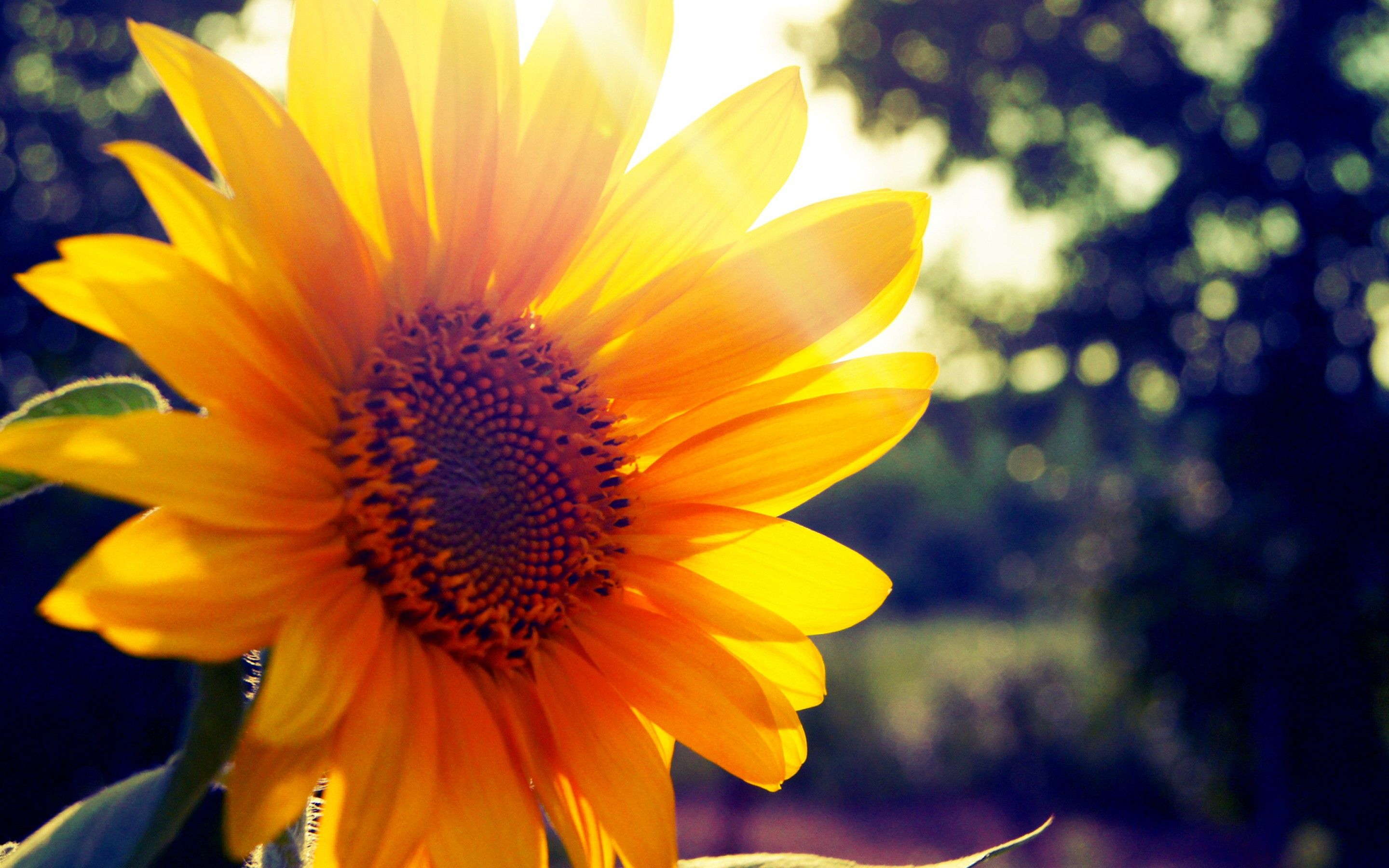 Fall Sunflower Desktop Backgrounds - HD Wallpaper 