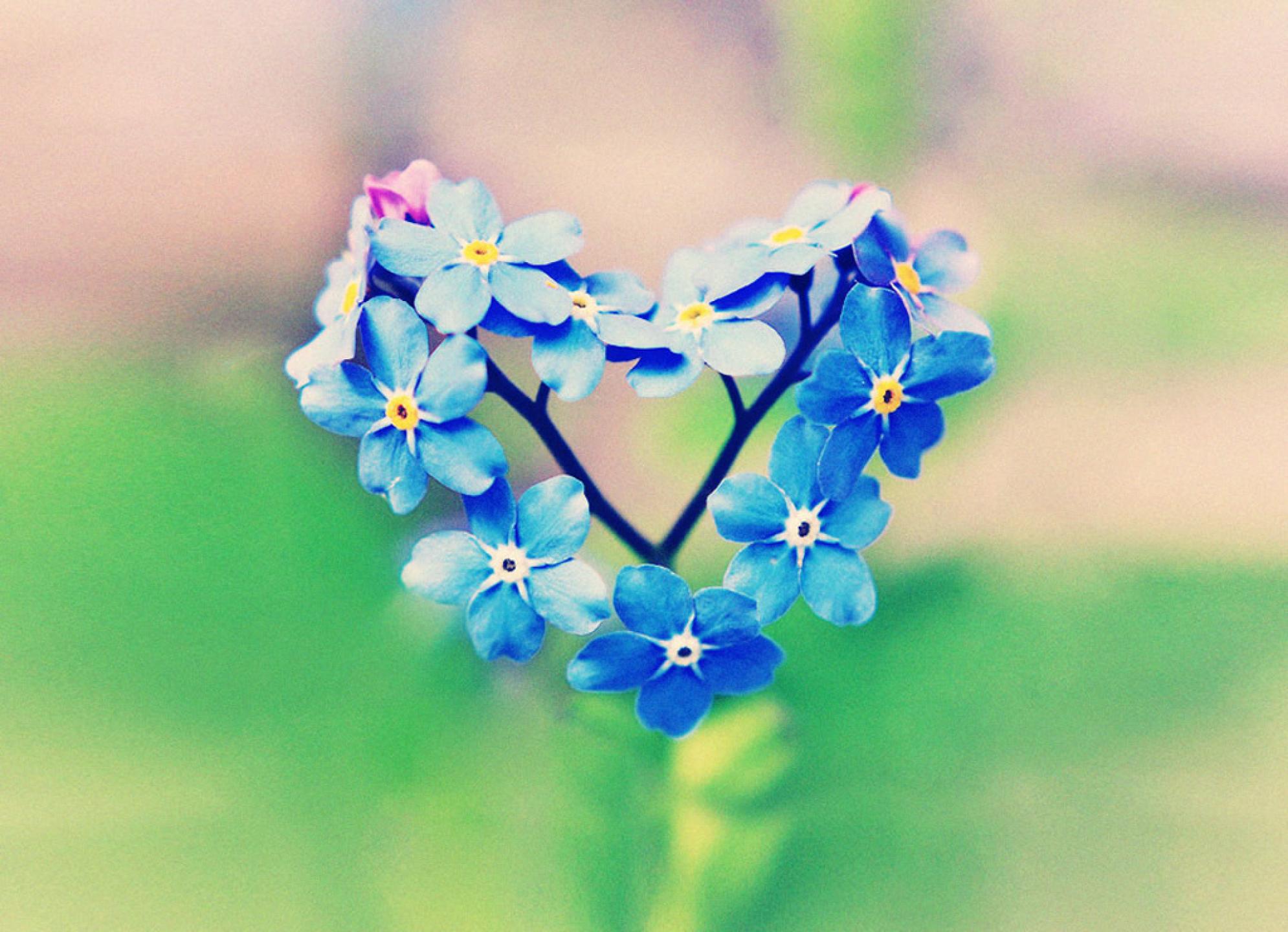 Heart, Blue, And Flower Image - Forget Me Not Heart - HD Wallpaper 