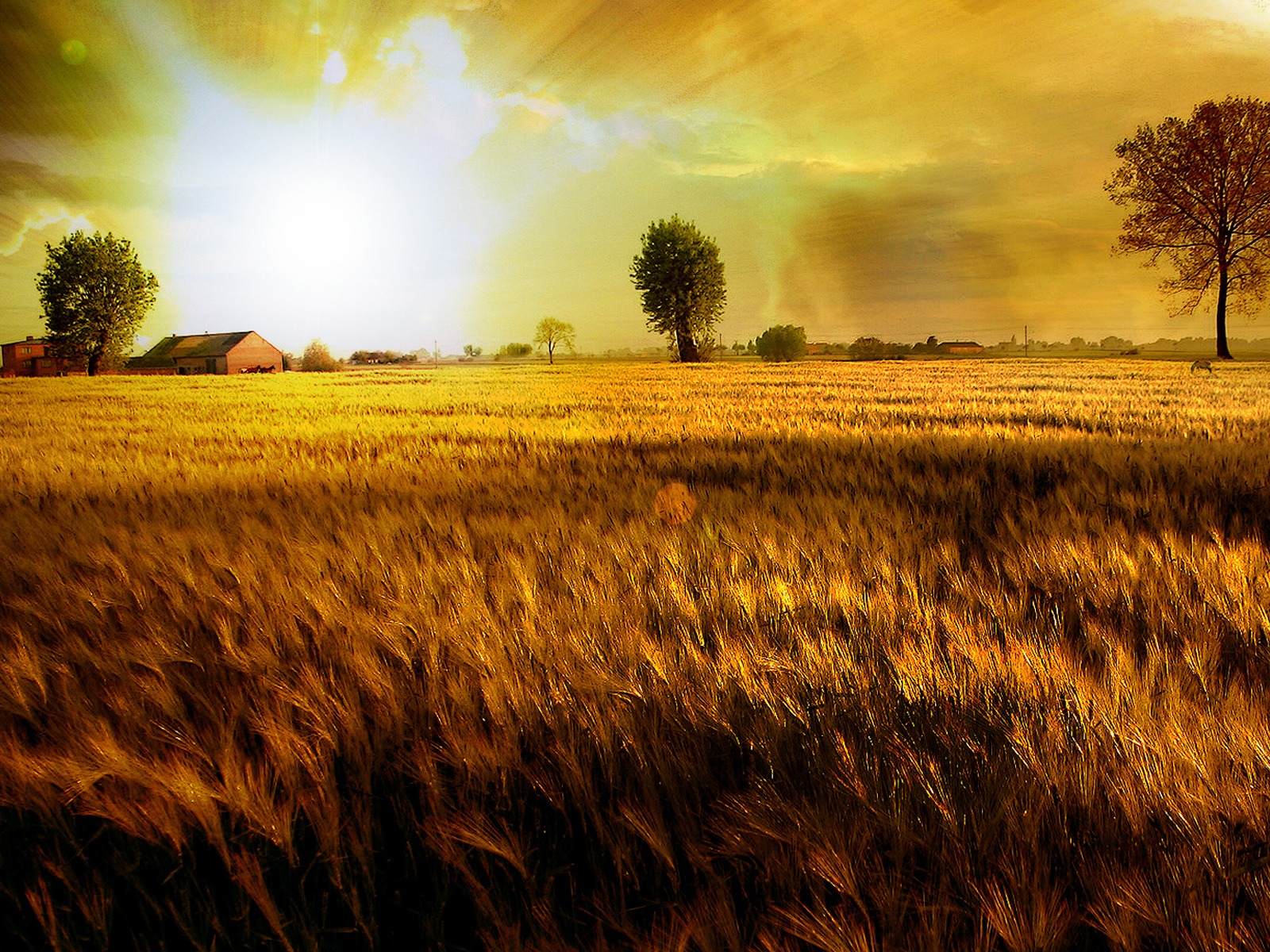 Fields Of Gold Wallpaper Hd - HD Wallpaper 