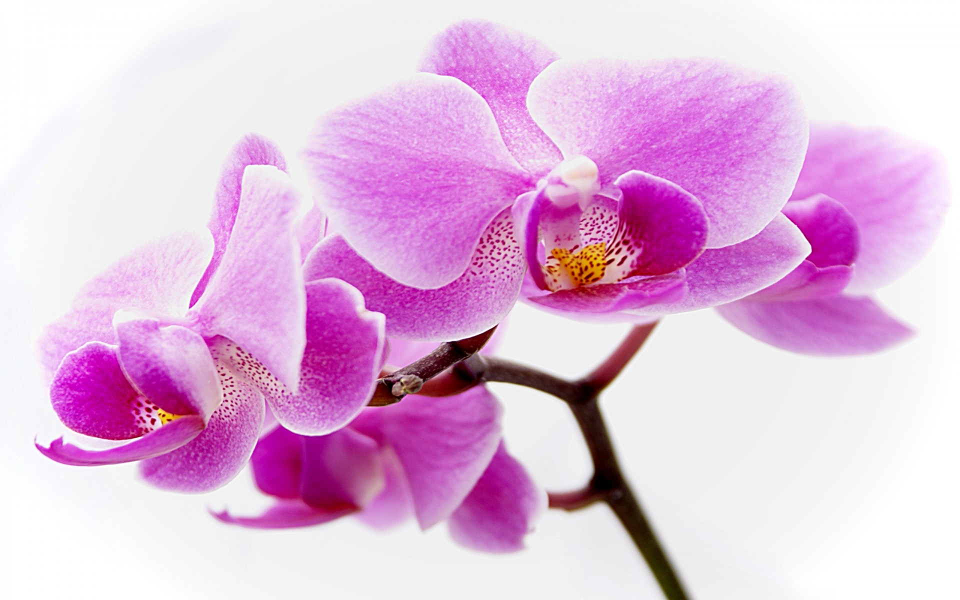 Singapore National Flower Png - HD Wallpaper 
