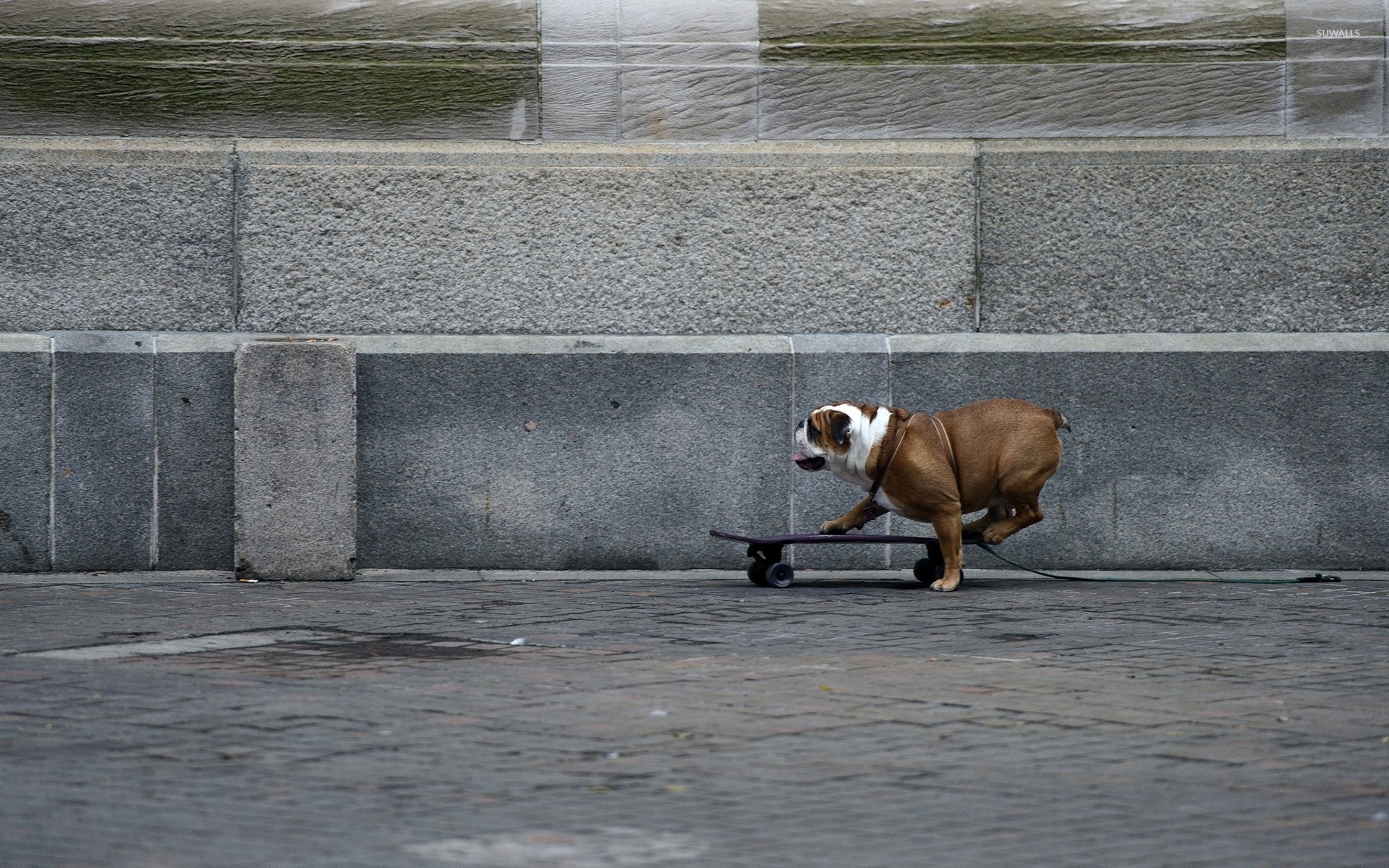 Dog Skateboard - HD Wallpaper 