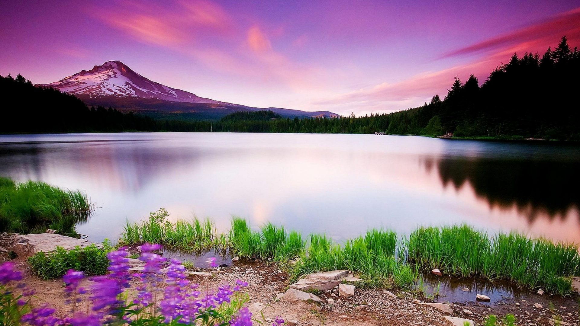 Lake With Flowers - HD Wallpaper 