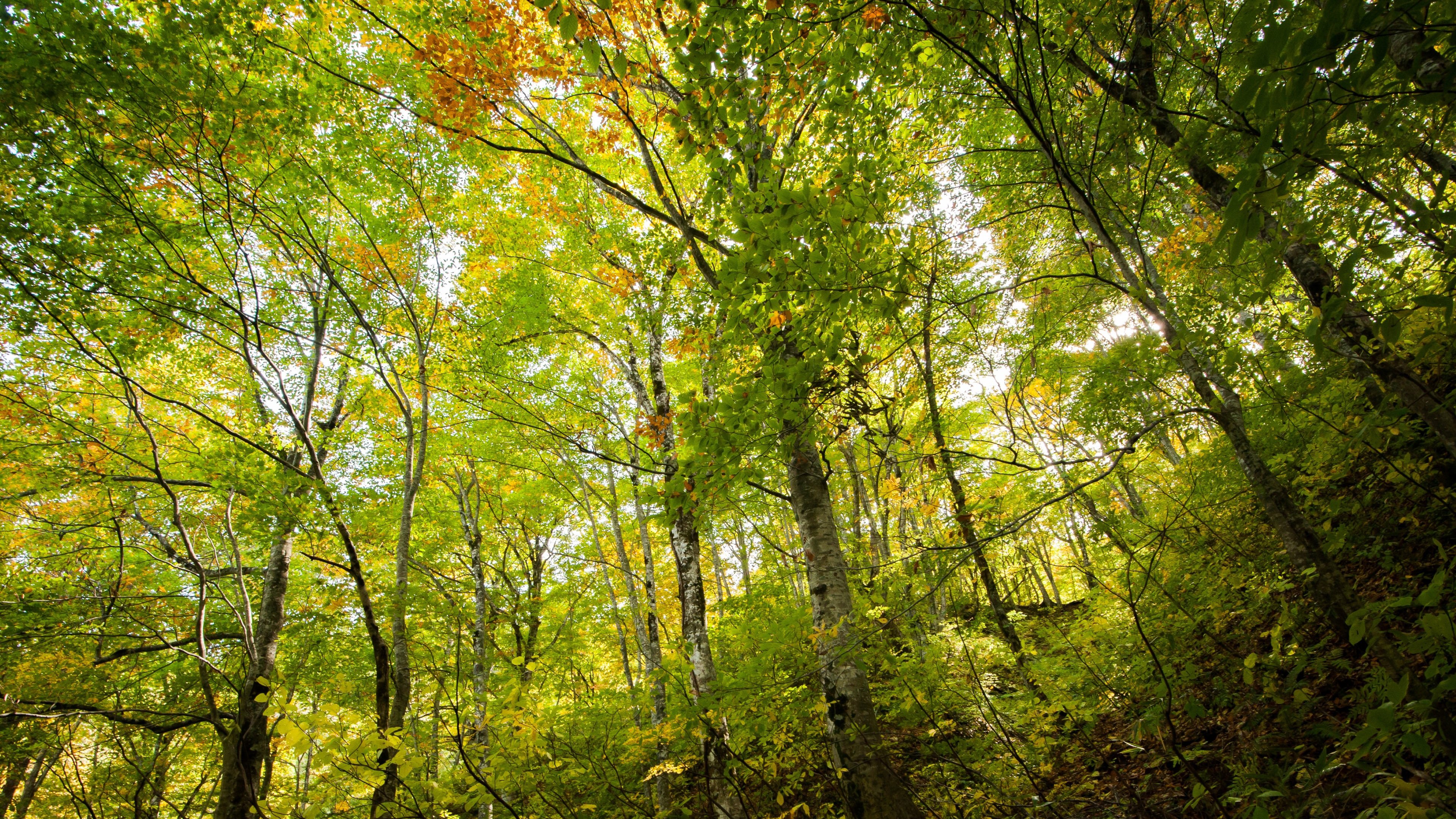 Beech Forest - HD Wallpaper 