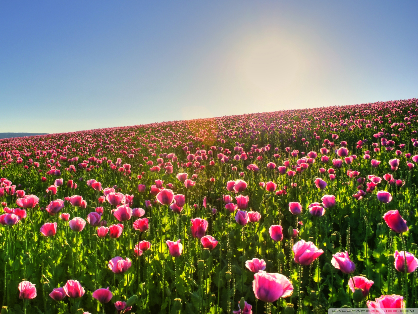 Pink Flower Field Background - HD Wallpaper 