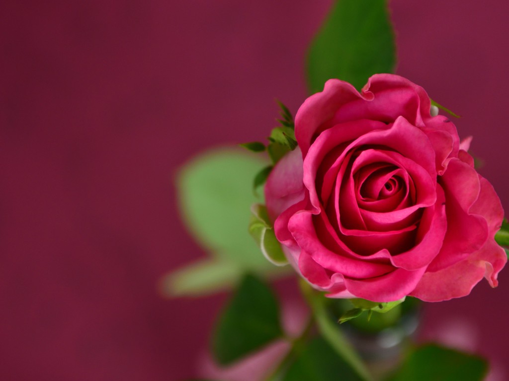 Android Wallpapers Google Plus - Valentine's Day Flower Ads - HD Wallpaper 