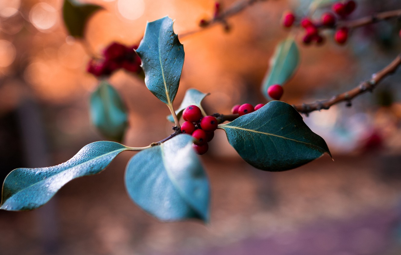 Photo Wallpaper Red, Nature, Leaves, Macro, Blur, Bokeh, - Ultra Hd Hd Wallpaper For Windows 10 - HD Wallpaper 