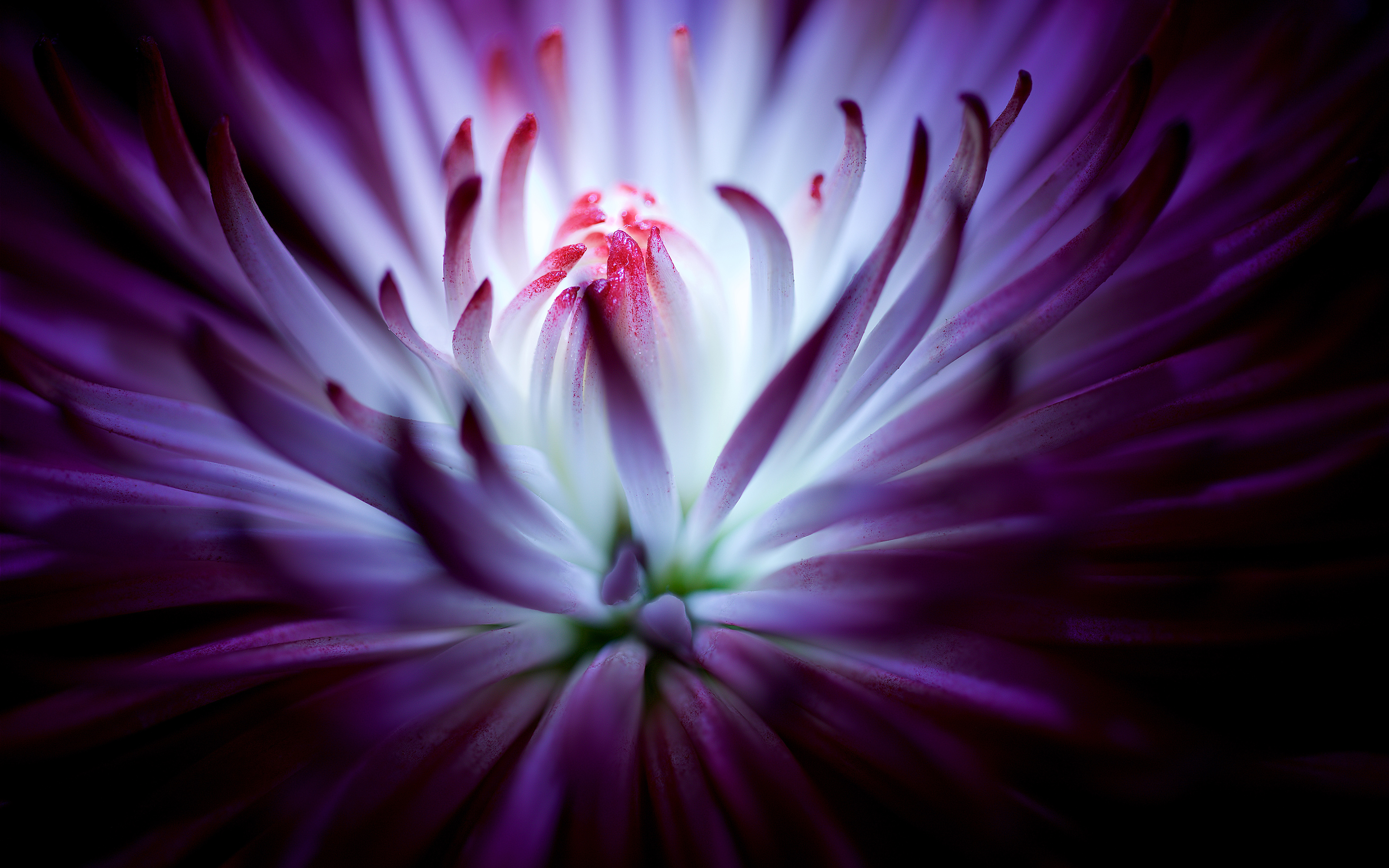 Ultra Hd Purple Flowers Hd - HD Wallpaper 