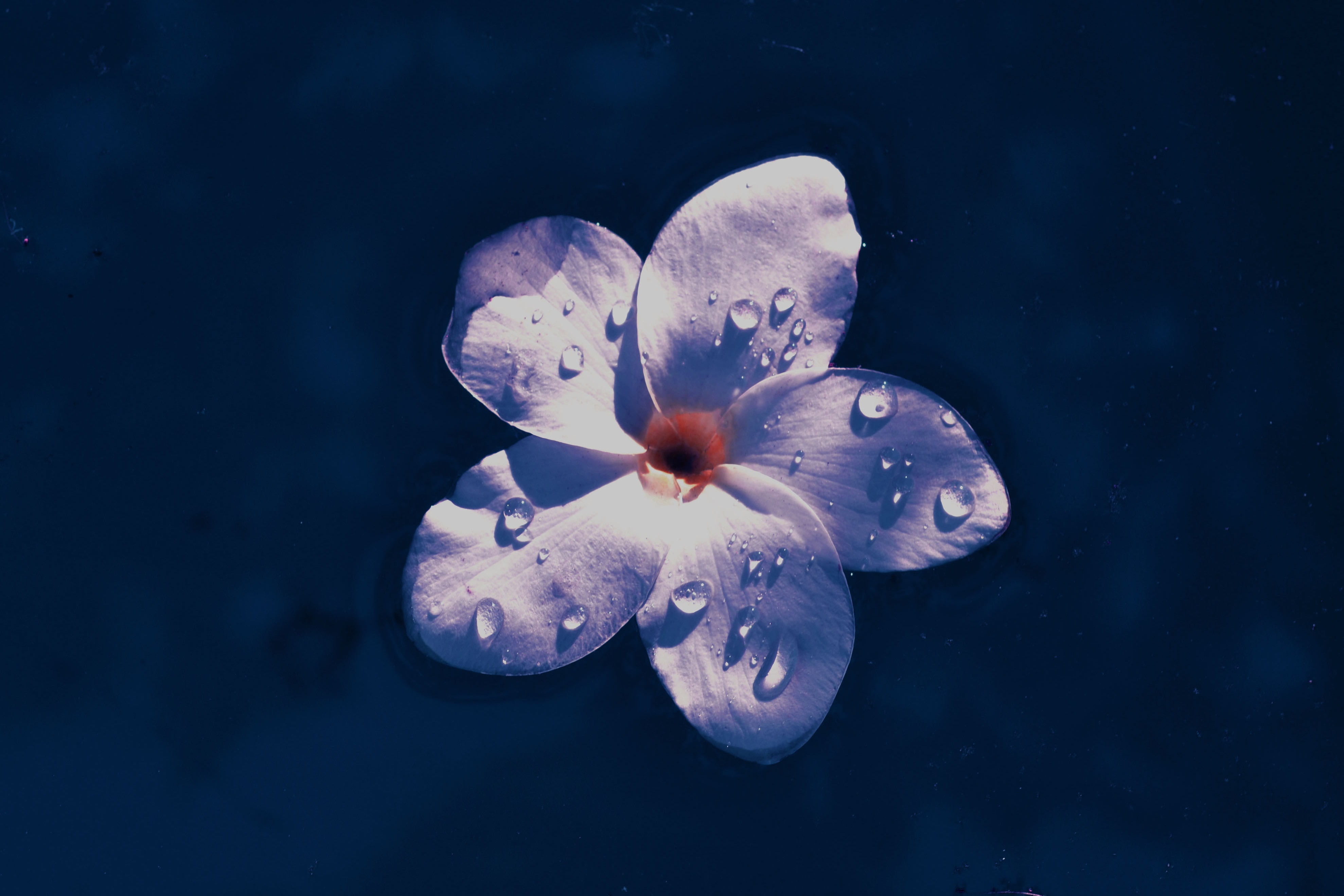 Wallpaper Flower, Drops, Water, Macro - Macro Photography - HD Wallpaper 