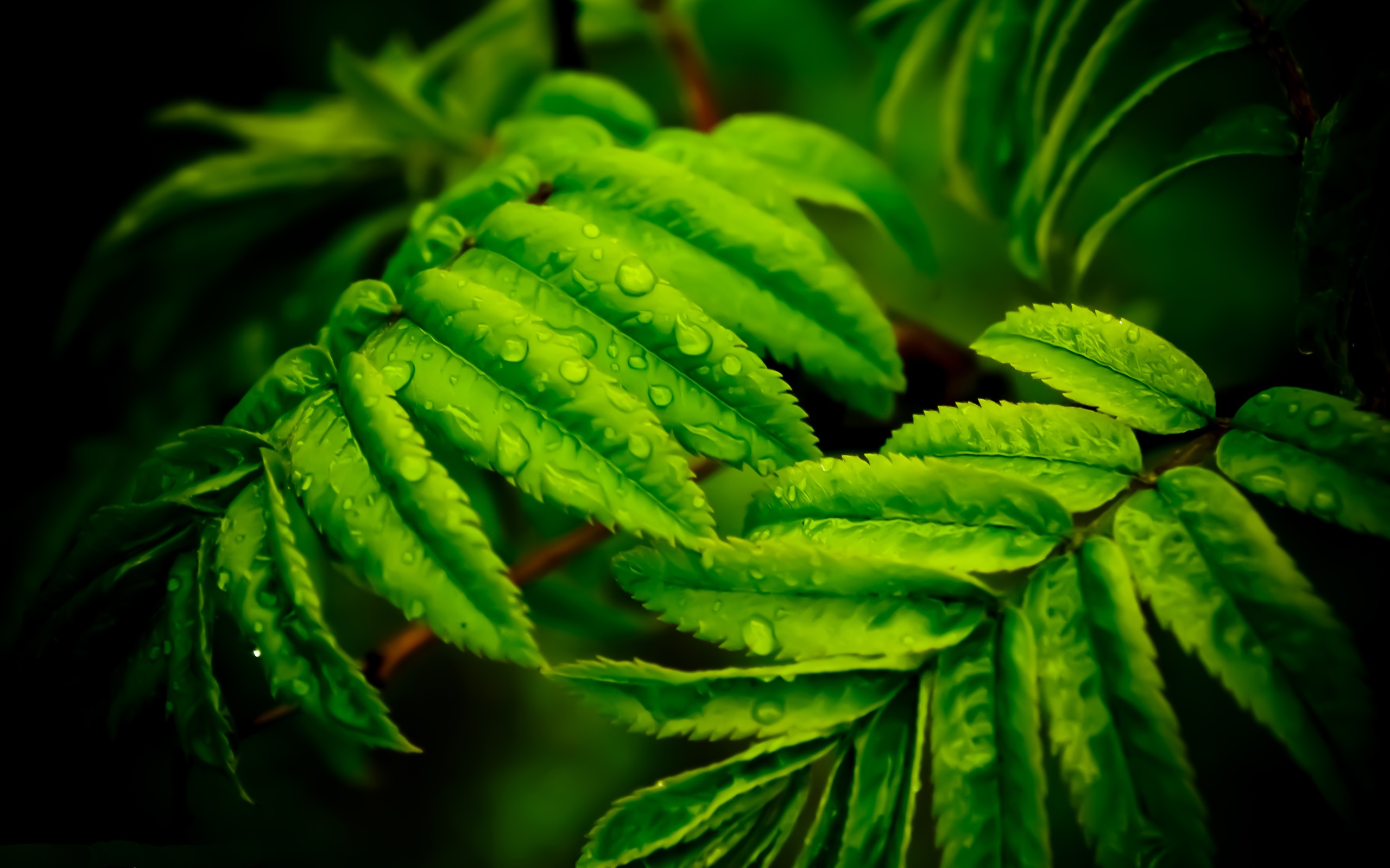 Leaf Macro Photography 4k - HD Wallpaper 