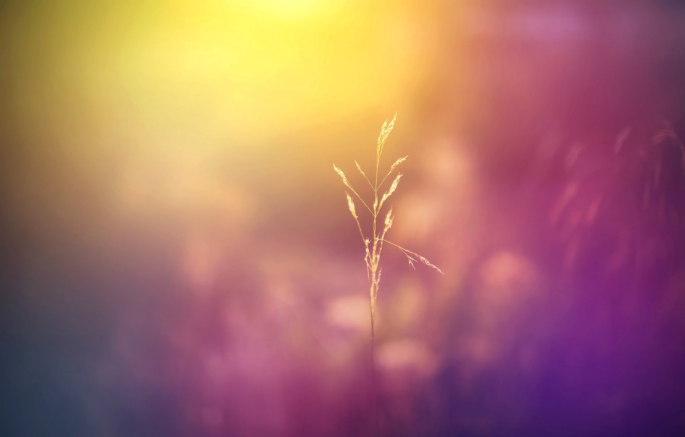 Photo Wallpaper Field, Macro, Flowers, Nature, Background, - Blur Color Background Hd - HD Wallpaper 