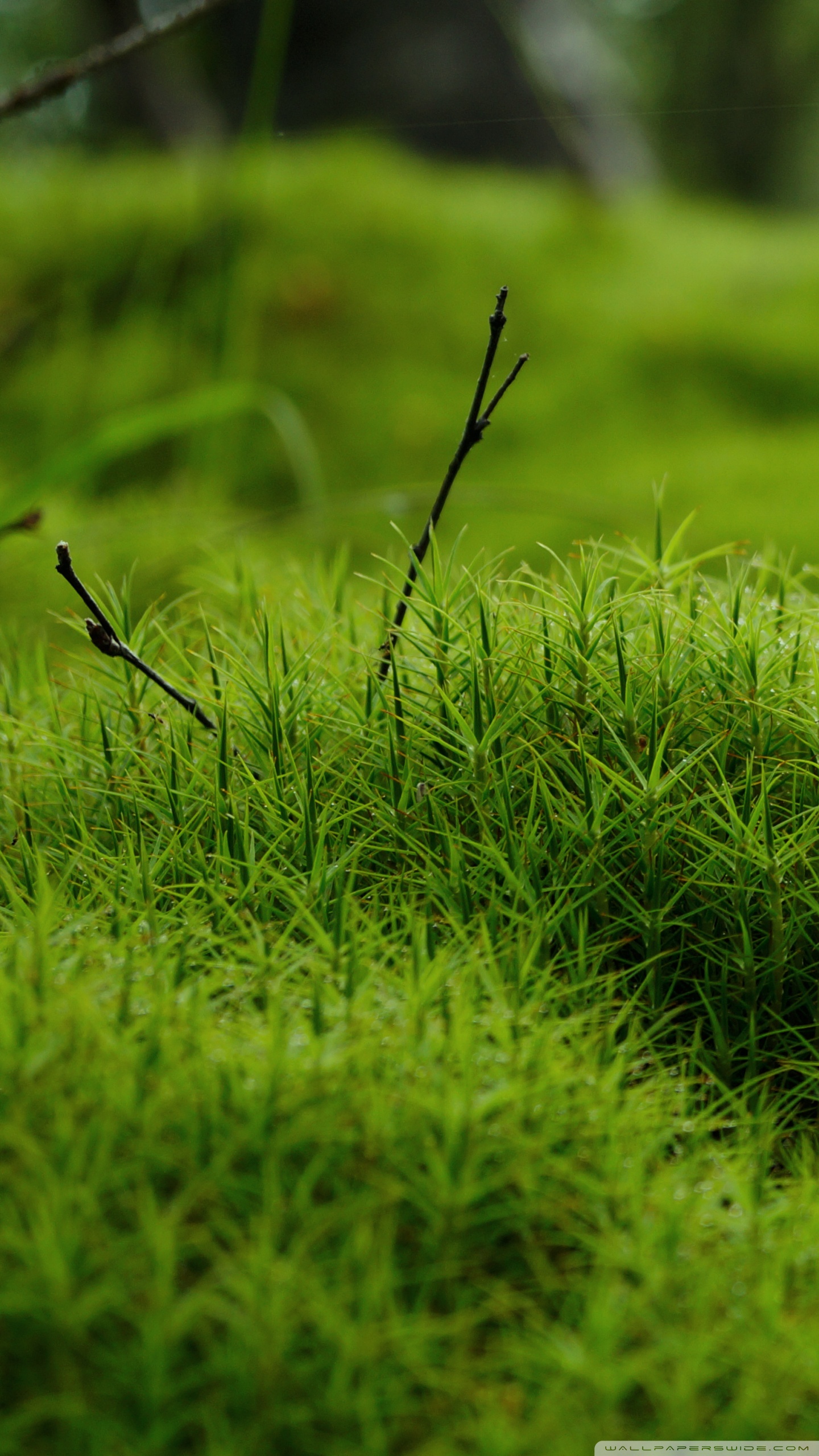 Ultra Hd Hd Macro - HD Wallpaper 