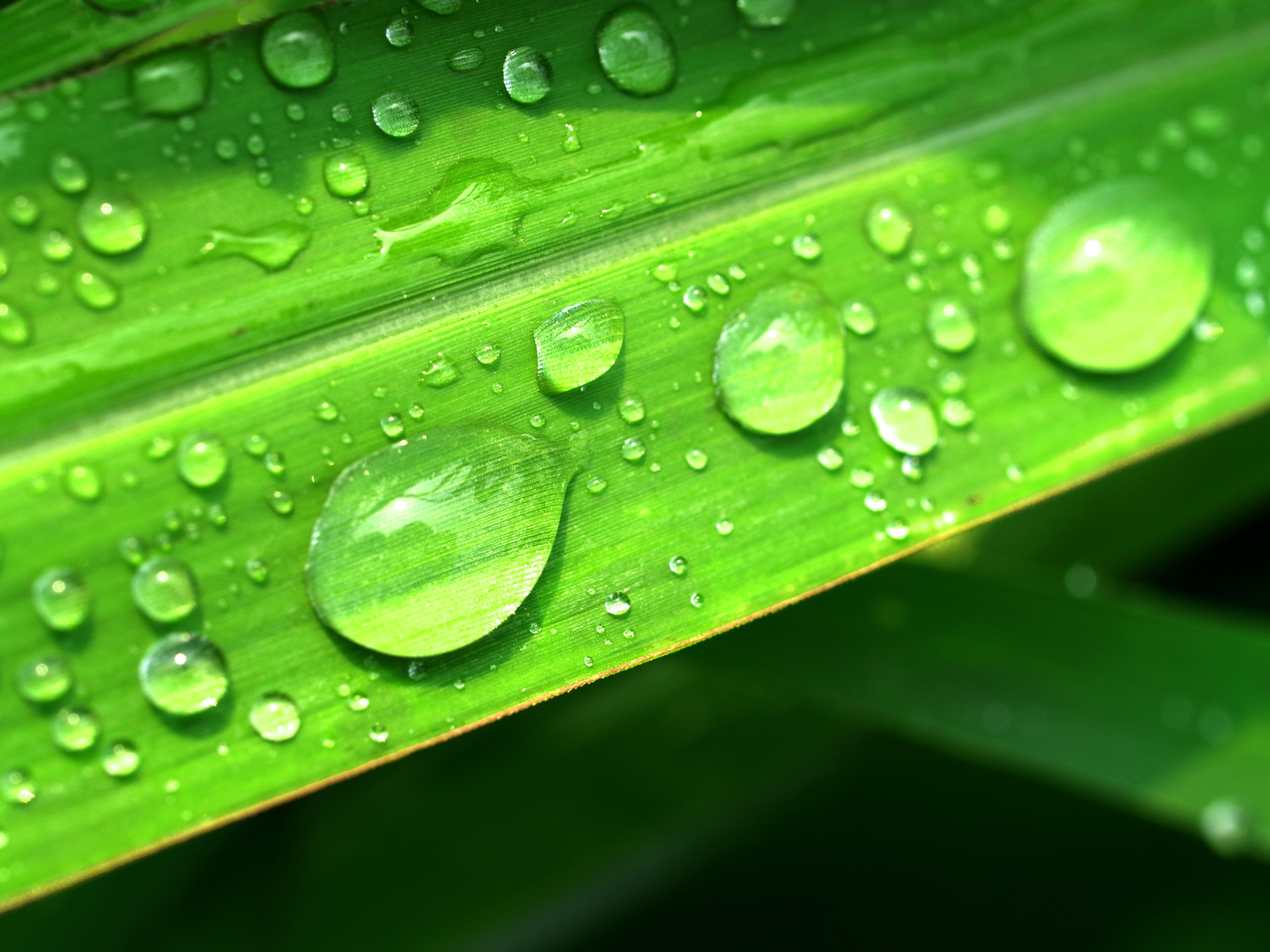 Water Drops On Leaf - HD Wallpaper 