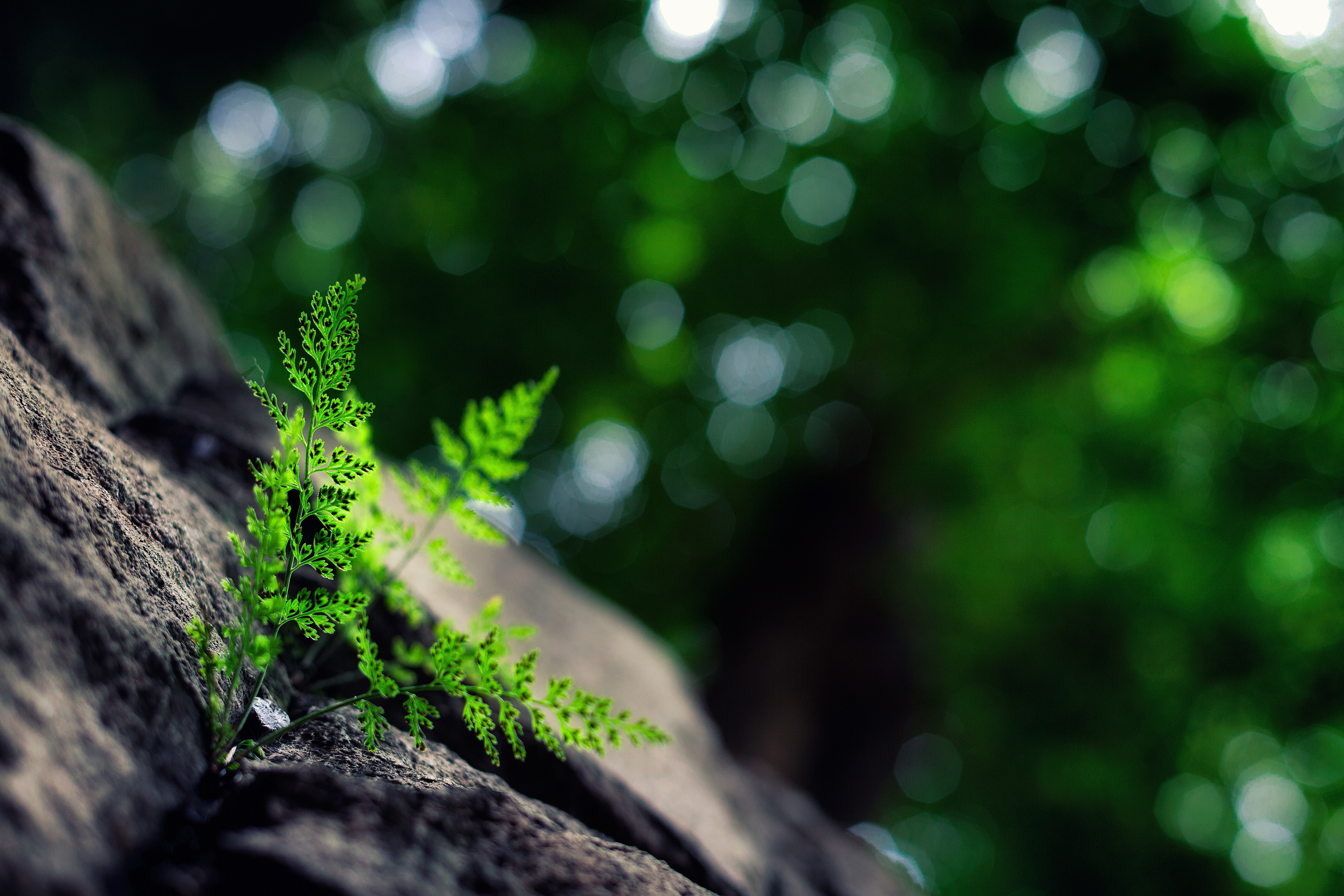 Nature Plants Background Hd - HD Wallpaper 