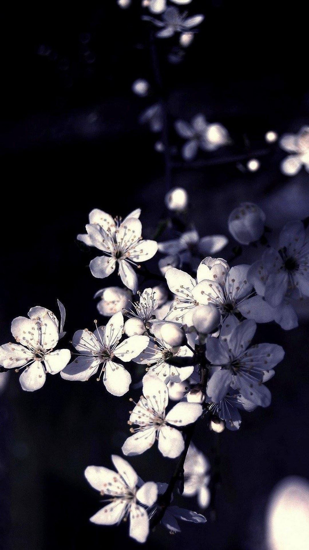 Android Wallpaper Flower Hd - 1080x1920 Wallpaper Android Wallpaper Flower Hd - 1080x1920 Wallpaper