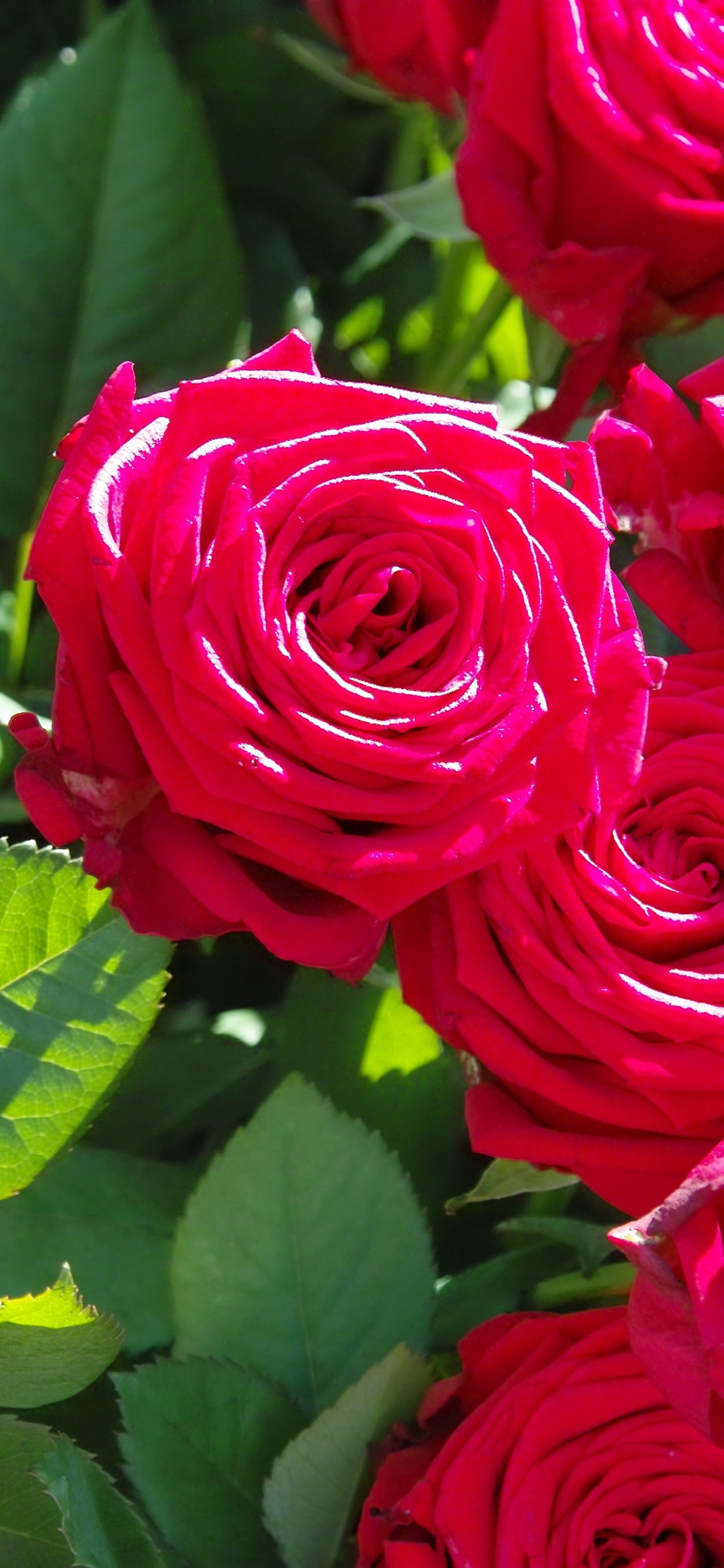 Iphone Wallpaper Garden Flowers, Red Roses, Sunshine, - Flower Wallpaper Hd Rose - HD Wallpaper 