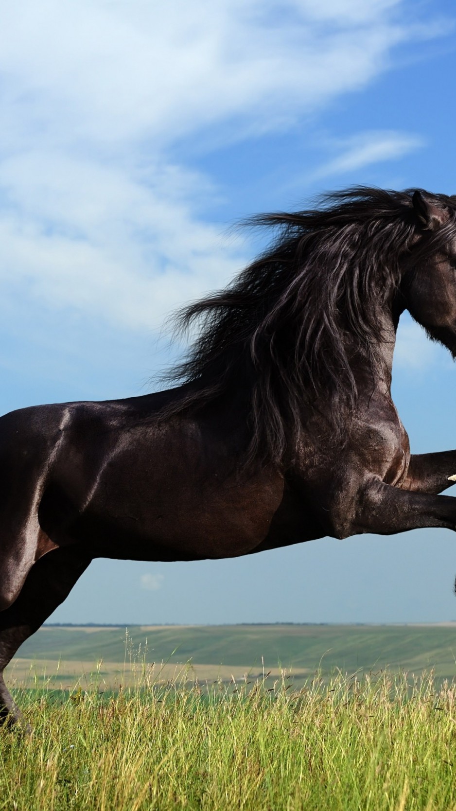 Horse Galloping In Field - HD Wallpaper 