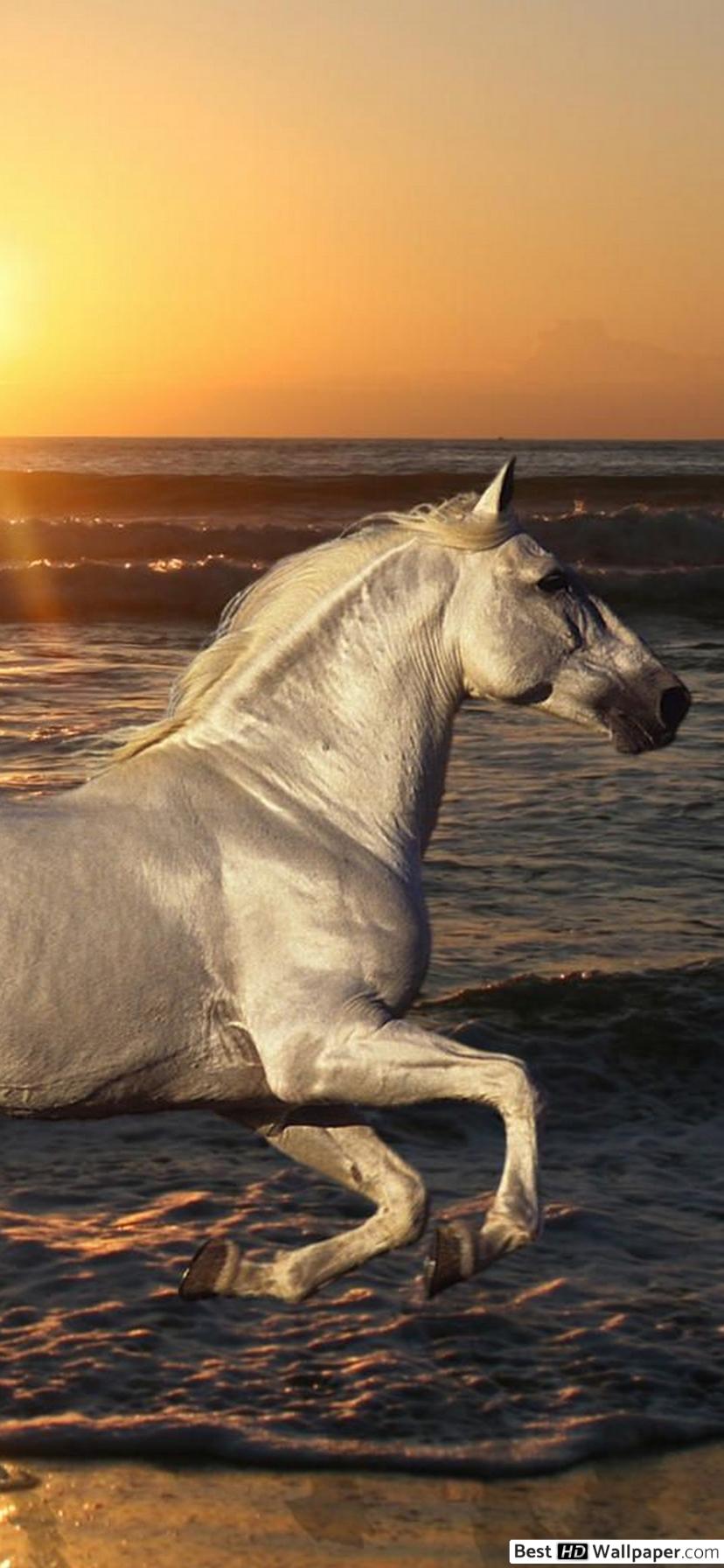Running Beautiful Wild Horses Horse - HD Wallpaper 