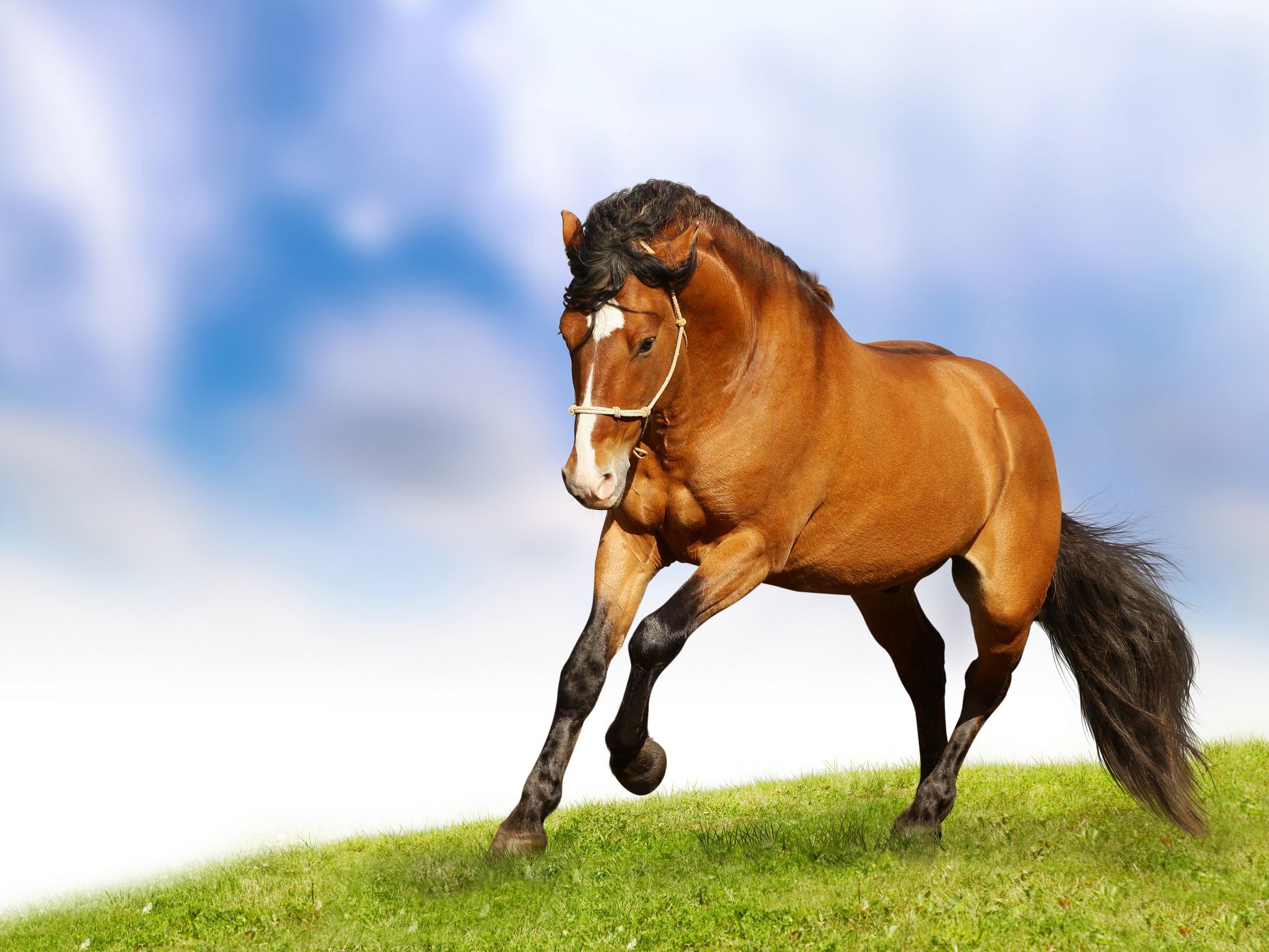 Horse Wallpaper Iphone - Horse Hd Images Free Download - HD Wallpaper 