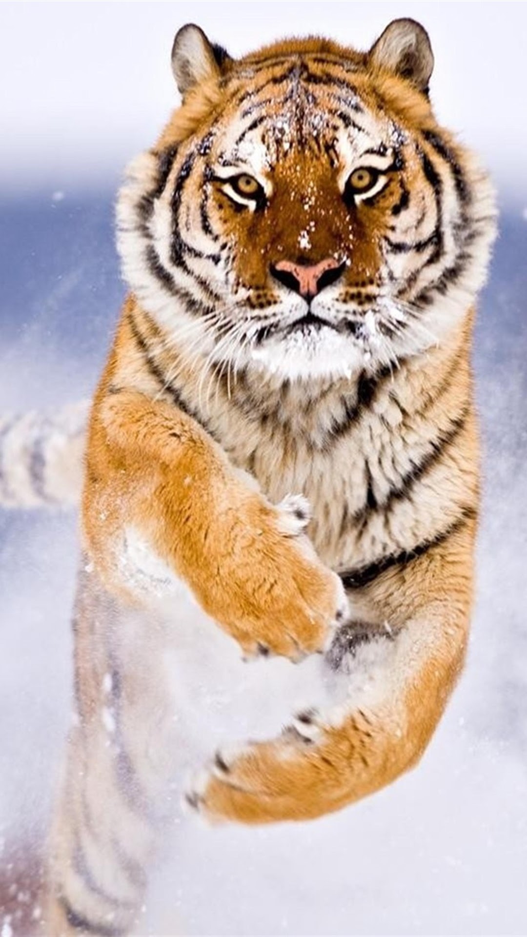 Tiger, Running, 8k, 7680x4320, - Tiger Wallpaper Hd - HD Wallpaper 