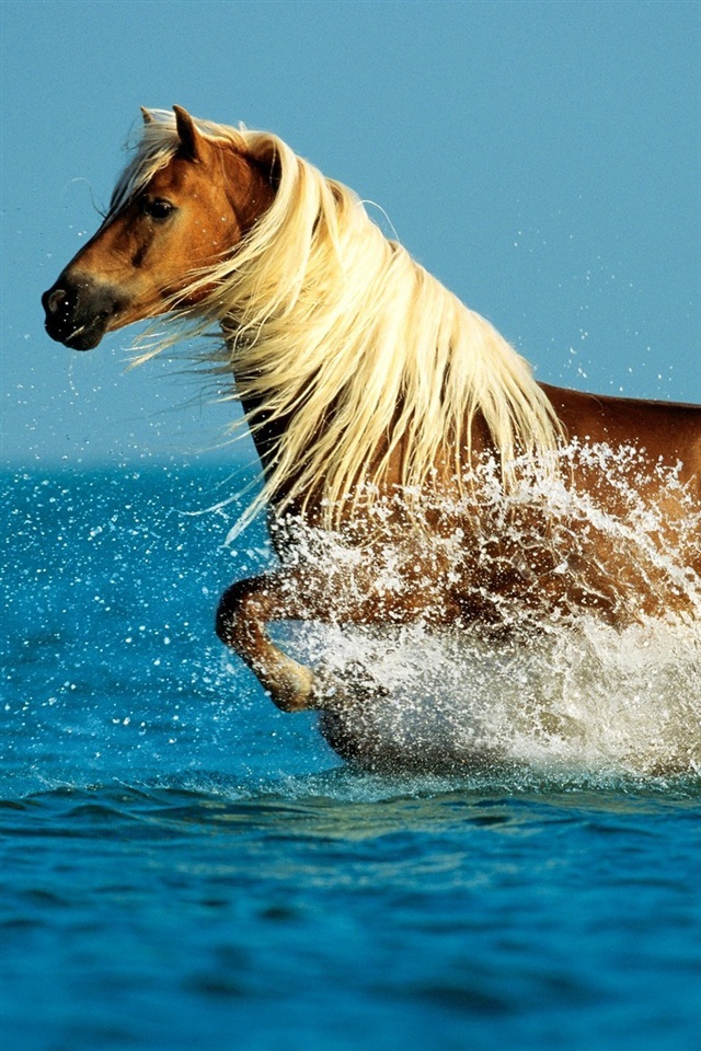 Run Horses In Water - HD Wallpaper 