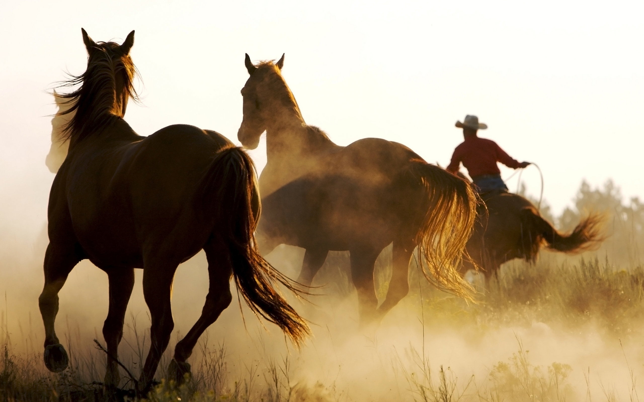 Western Horse Background - HD Wallpaper 